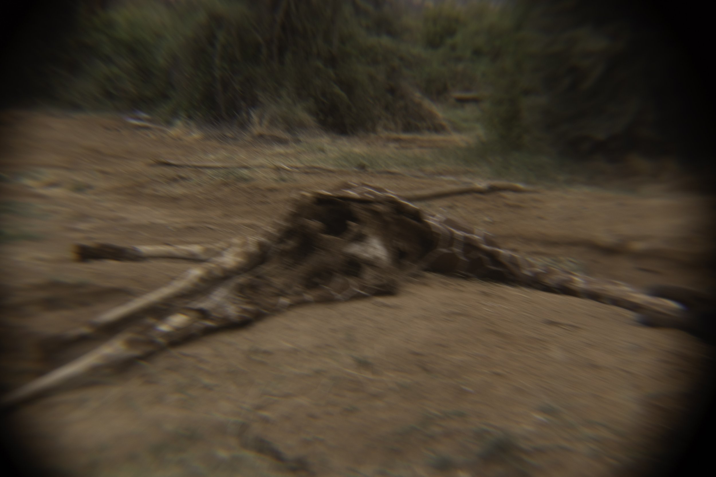 Remains of a giraffe 