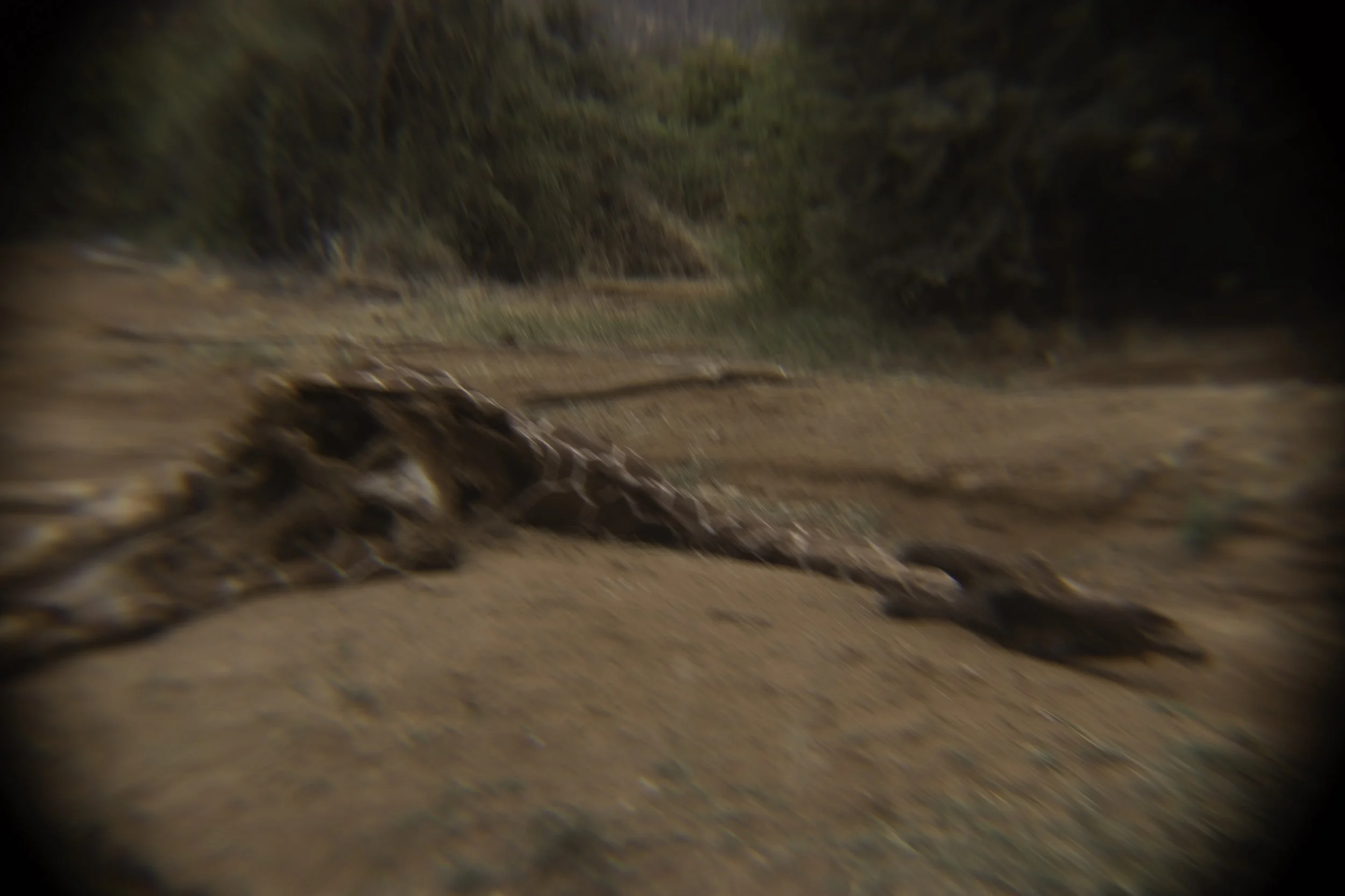 Remains of a giraffe 