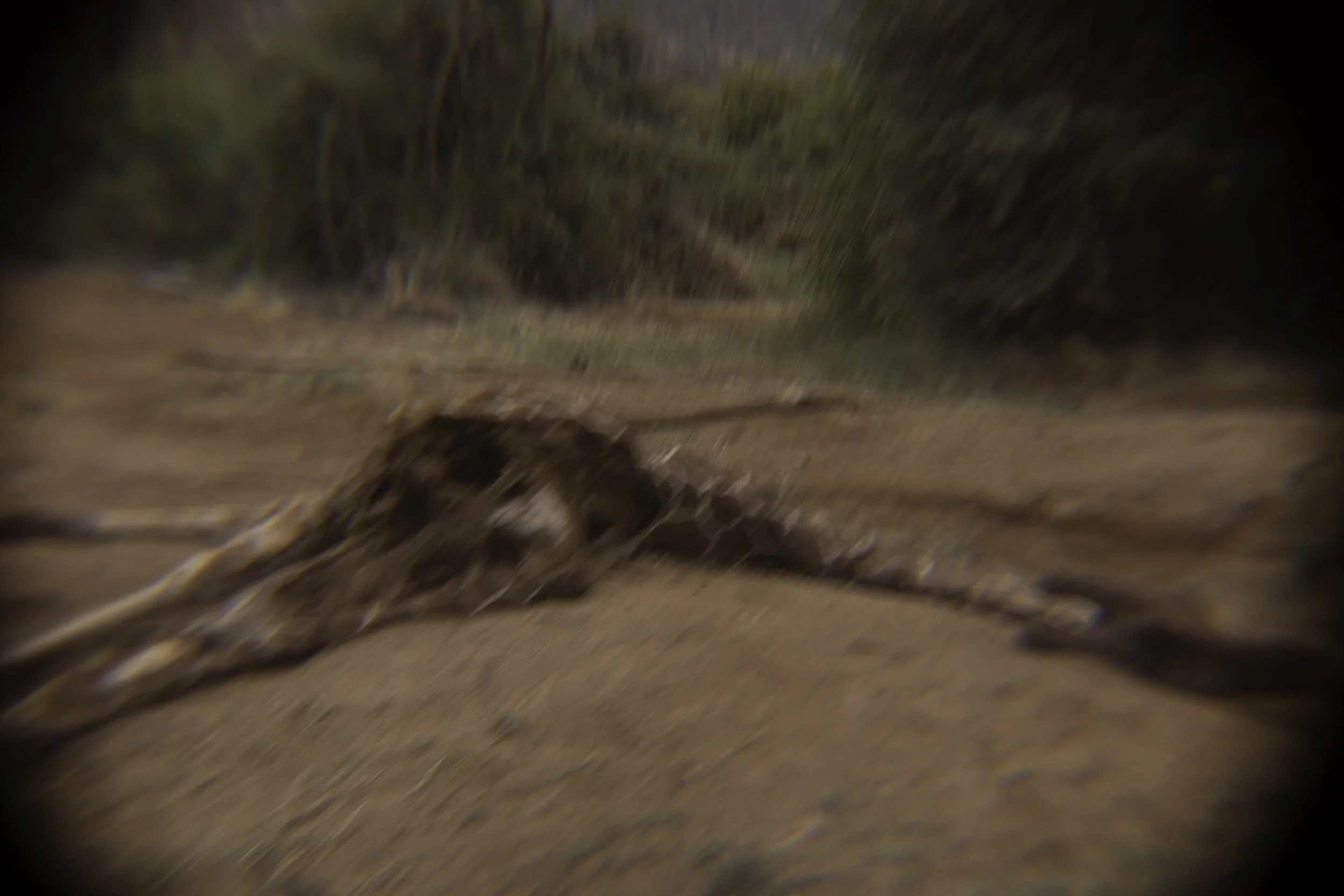 Remains of a giraffe 