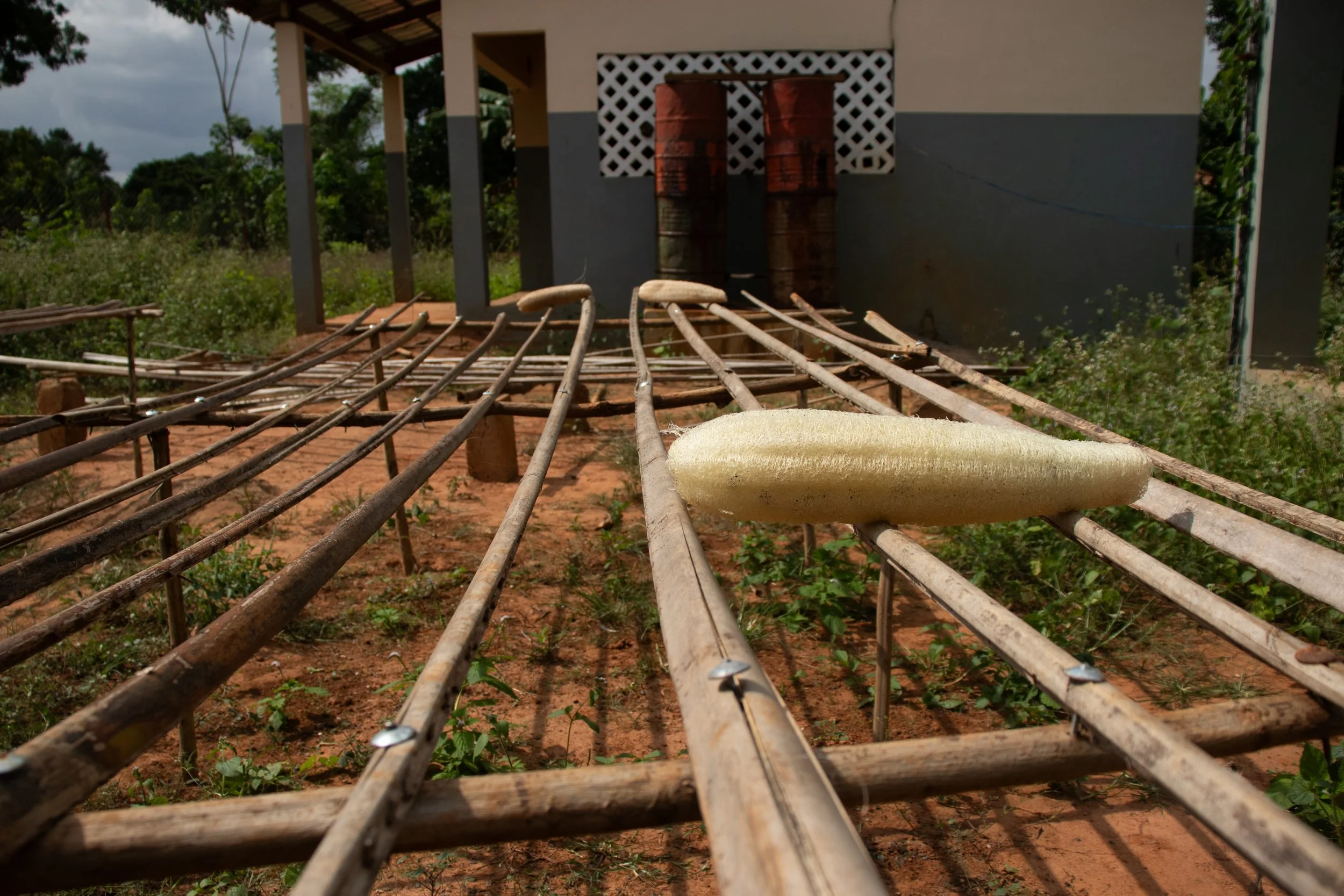 After harvesting, they are submerged for long periods of time to peel back the outer layers, then left to dry in the sun, August 2024.