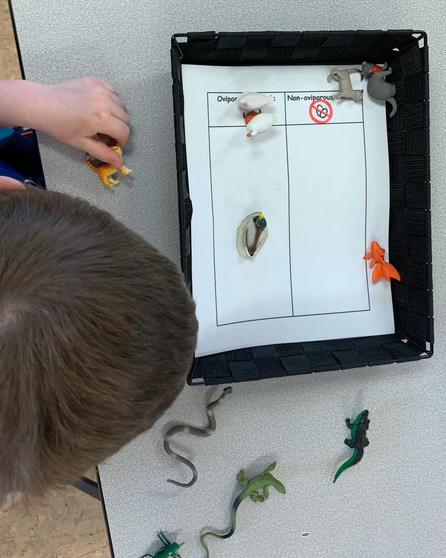 Our Grassie students have been exploring which animals are oviparous with this sorting job.