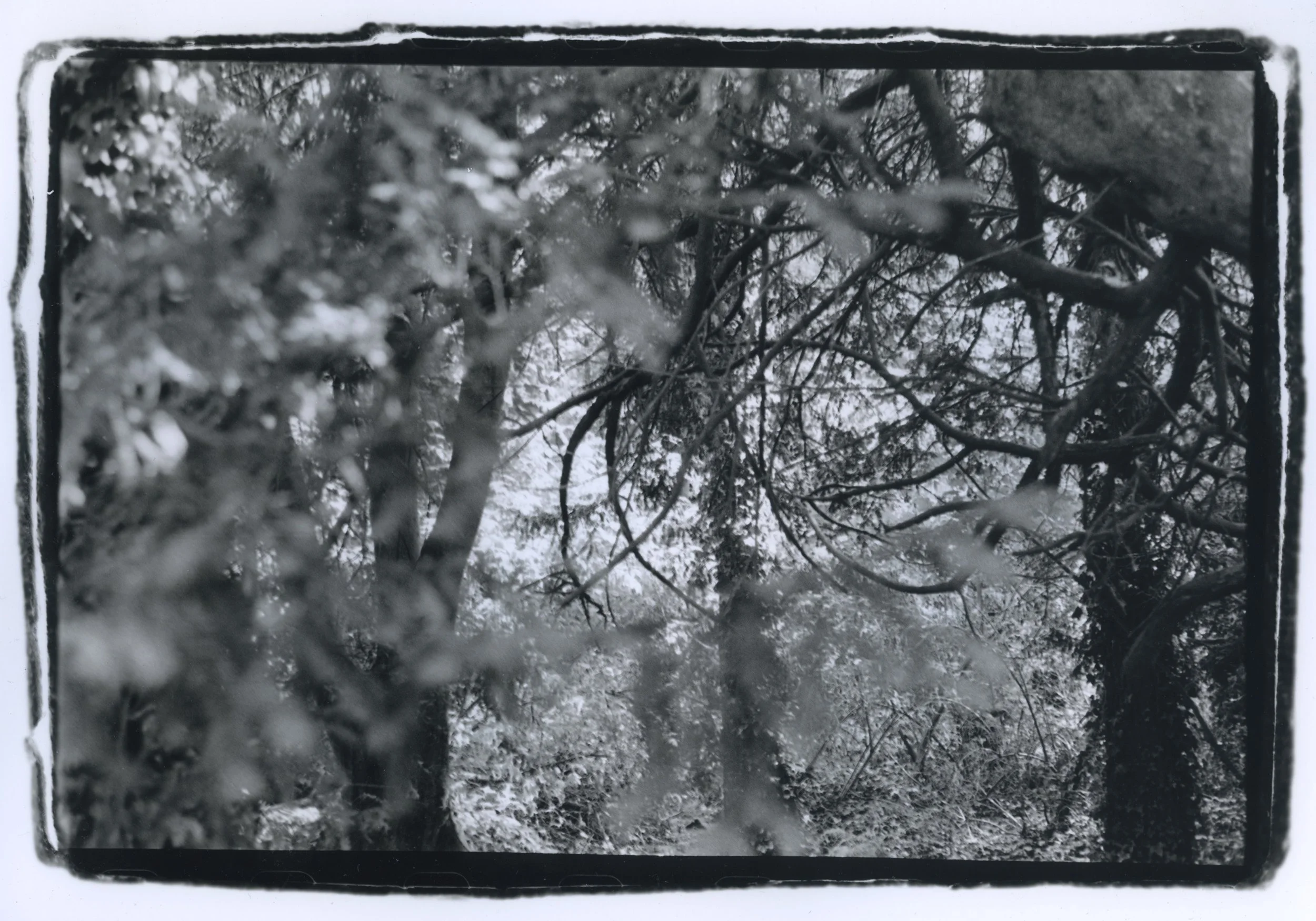 Tadhg Kinsella - Darkroom film photography 3.jpeg
