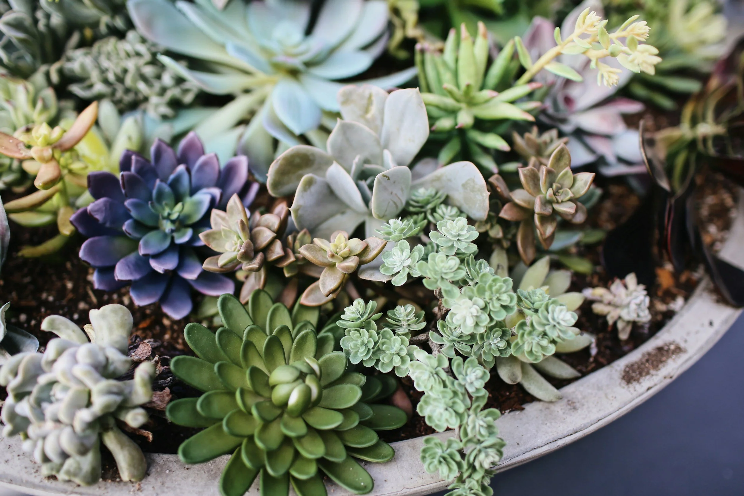 Plant & Sip with Barnyard Friends