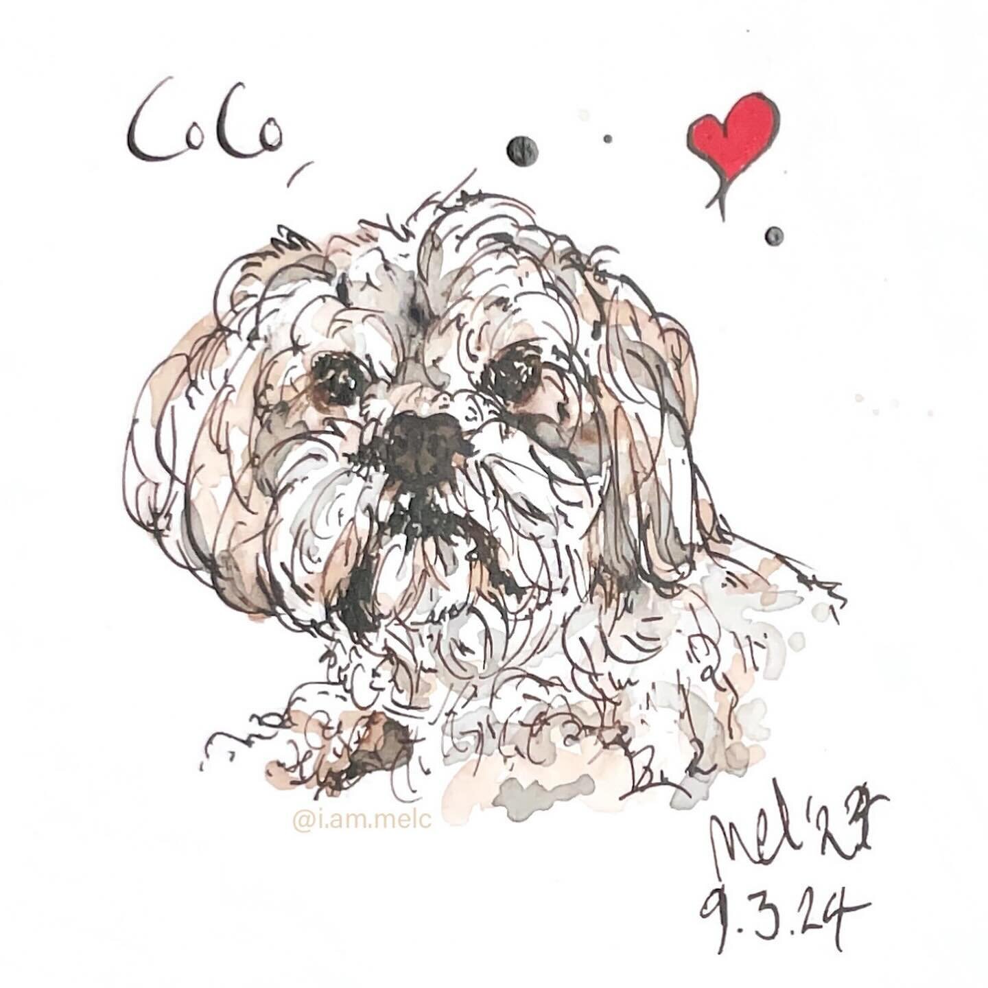 Ooops! I missed #puppyday yesterday 🫣 Here is a very sweet Lahso Apso that looks like a puppy 🐶 
&bull;
&bull;
#lahsoapso #petportrait #artist #inkandwash #illustration #dog #art #dailyart