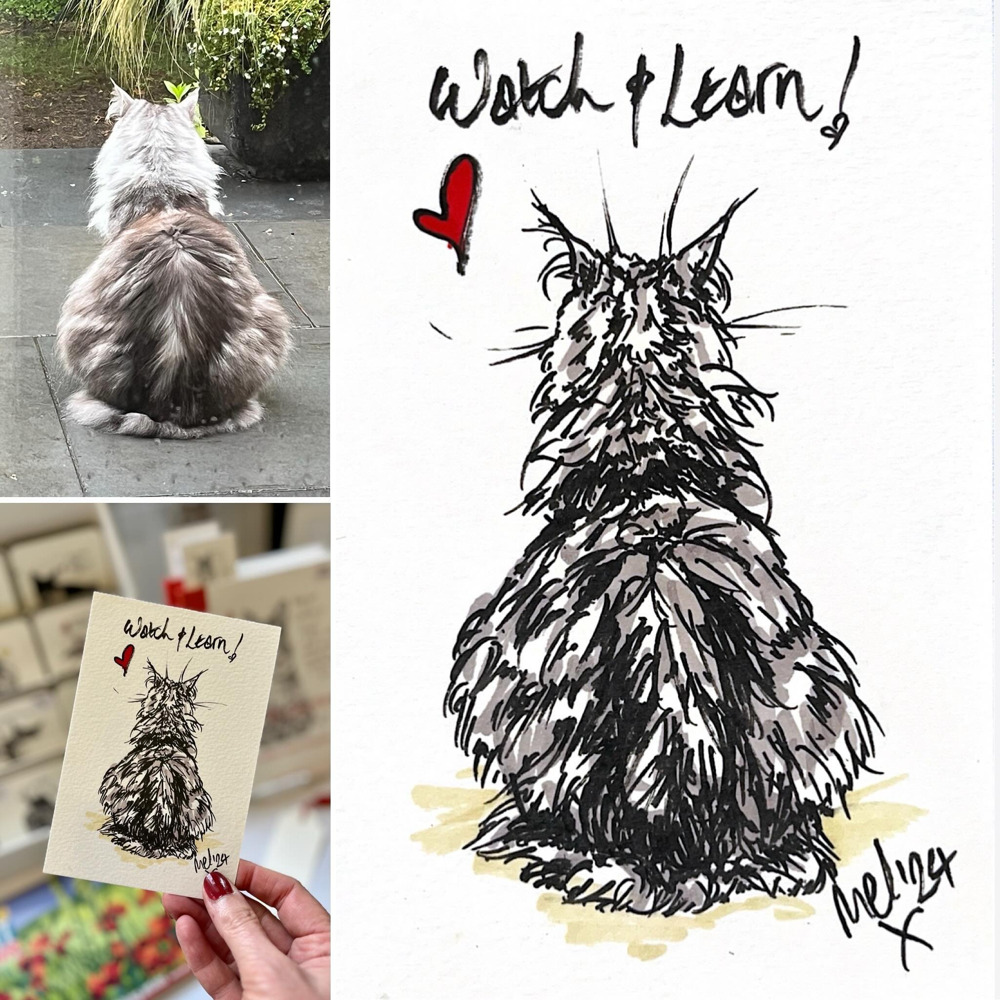 ✨ watch &amp; learn ✨
&bull;
&bull;
I drew Argyle last weekend at BEC Market 🖋️🤍 Will you be in Thame next weekend, as I will have my pens &amp; postcards with me 🖋️🐾&hearts;️ 18.05.24 Thame Town Hall 10-4
&bull;
&bull;
#norwegianforestcat #art #