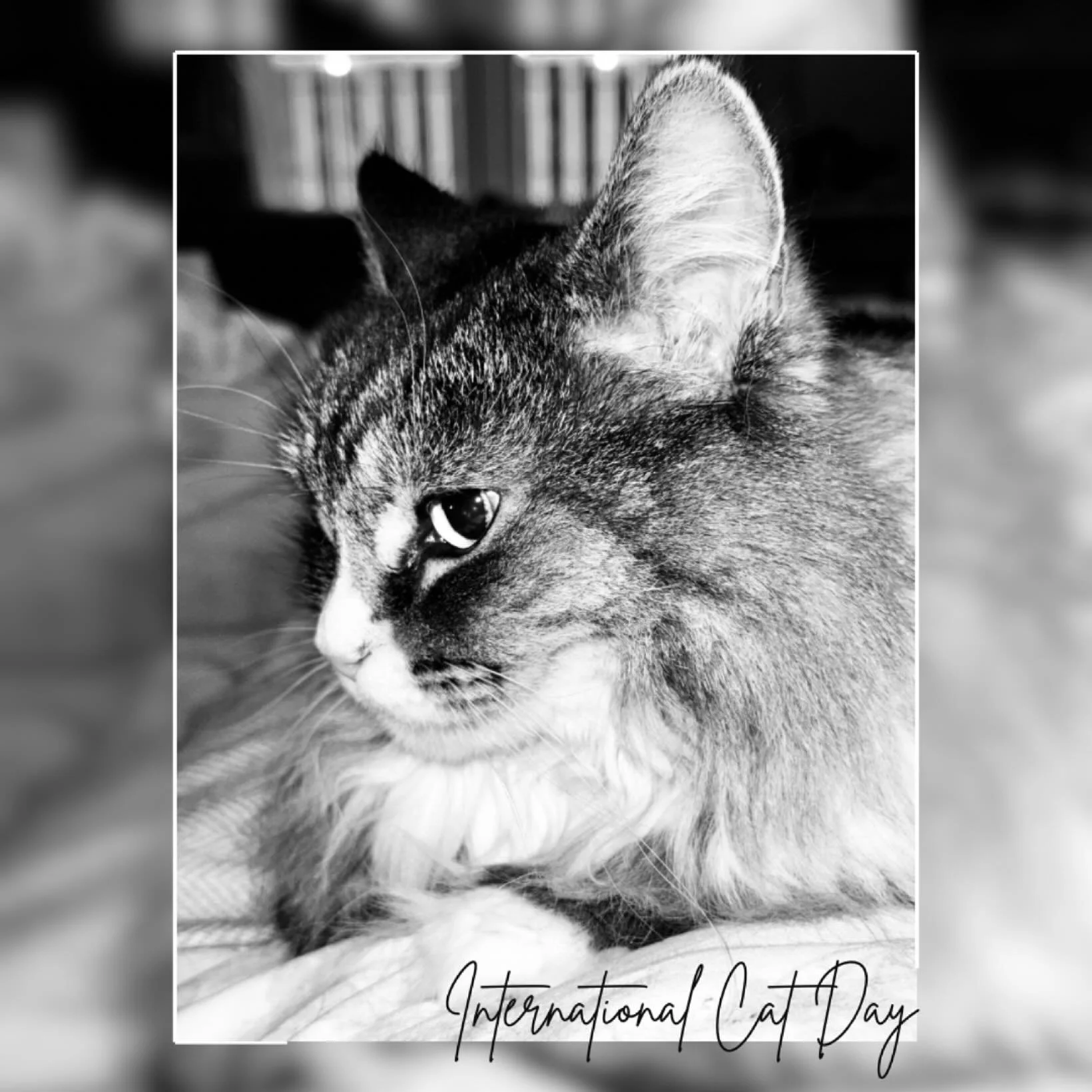 How did I miss #ınternationalcatday 🙀