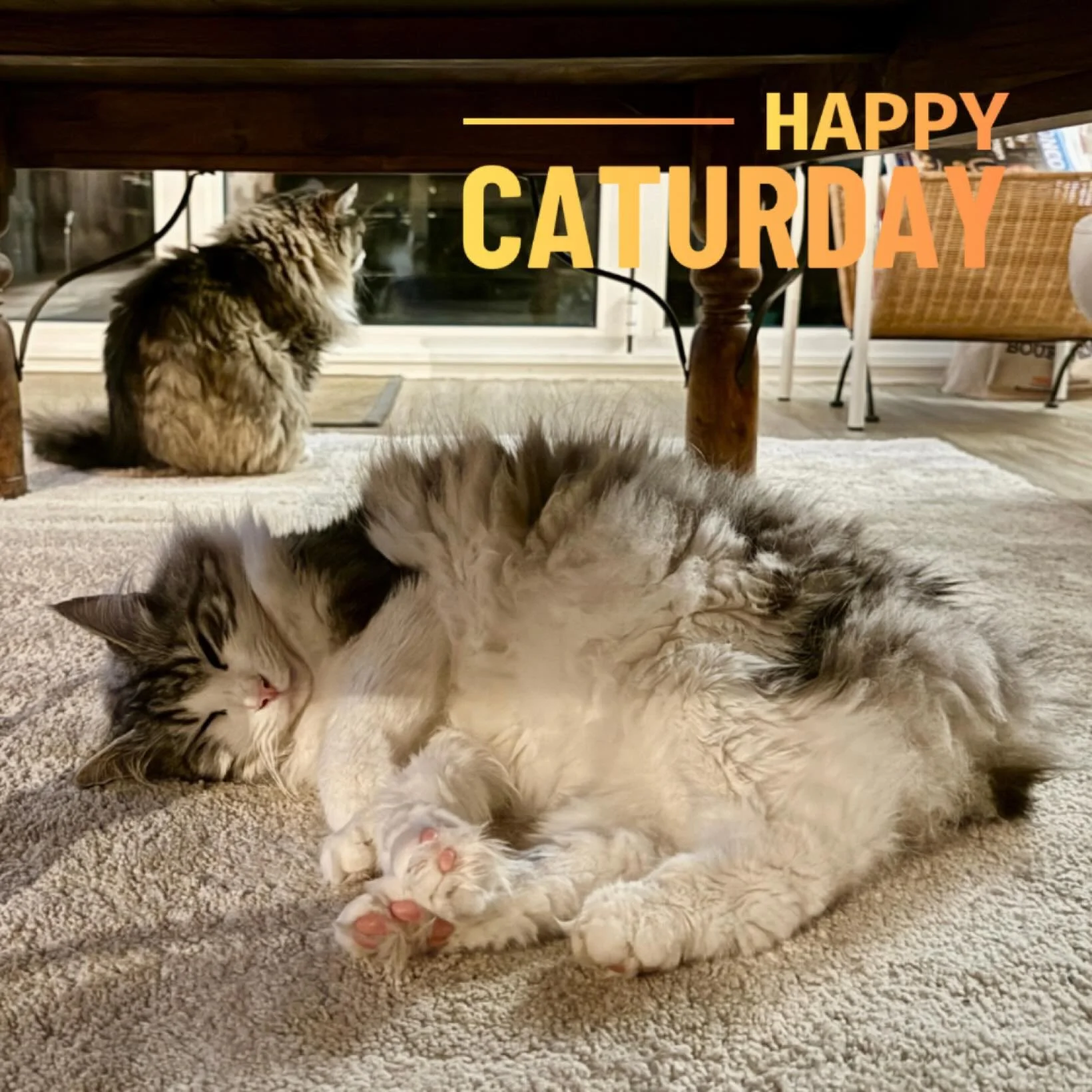 #happycaturday