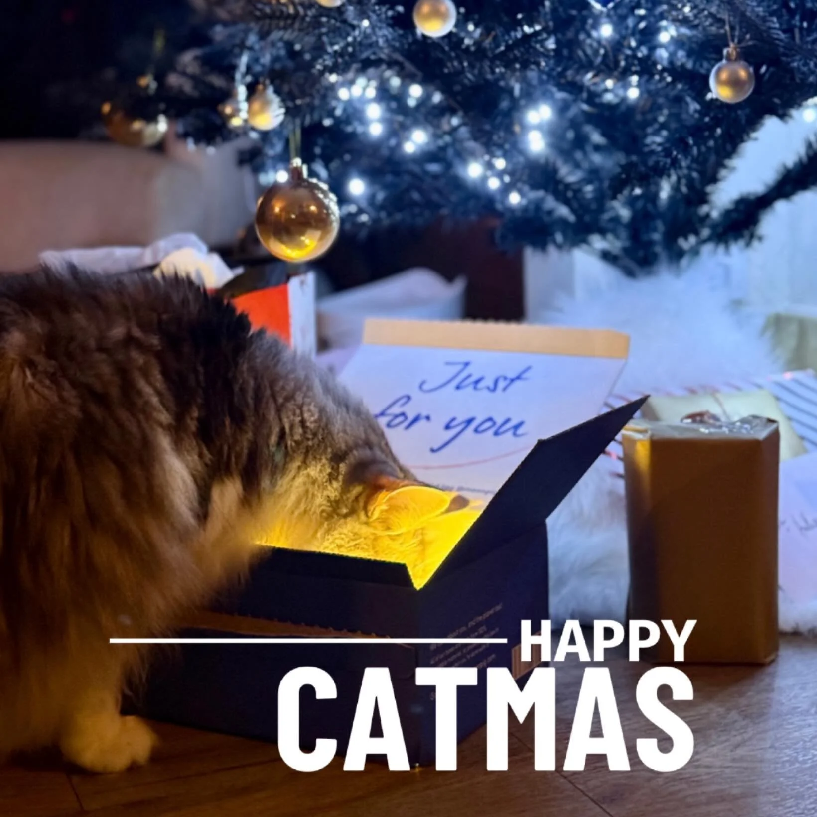 #happycatmas - it&rsquo;s nearly here, so wishing all my family, friends &amp; followers a joyful Christmas holidays 🎄 #norwegianforestcat #christmascat #happyholidays