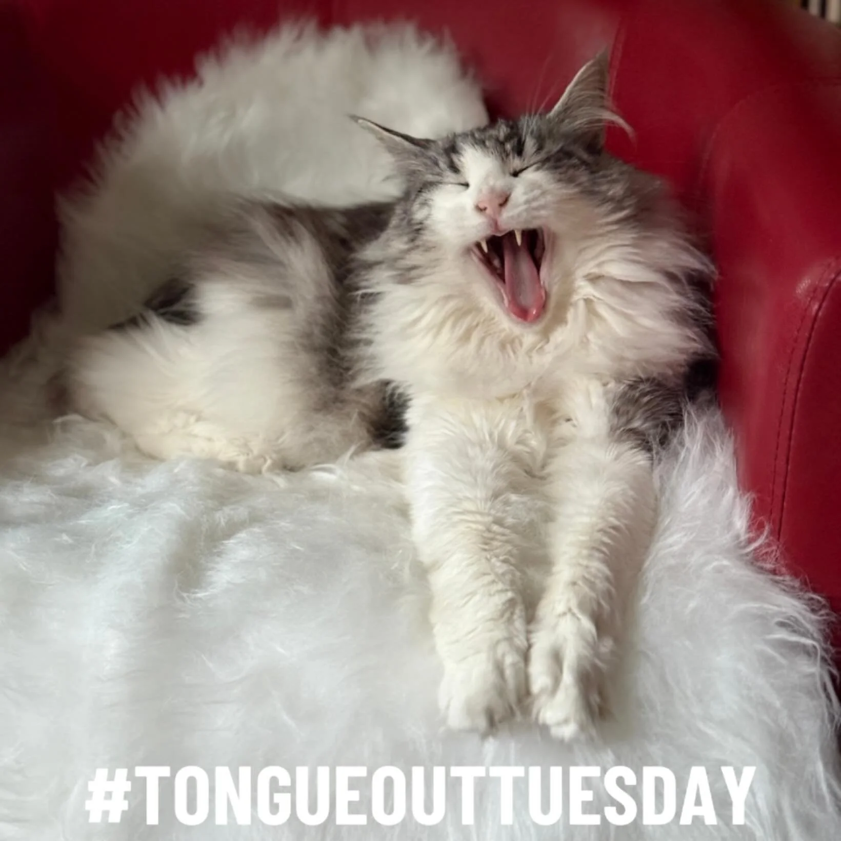 Couldn&rsquo;t resist &hearts;️ #tot #tongueouttuesday #norwegianforestcat