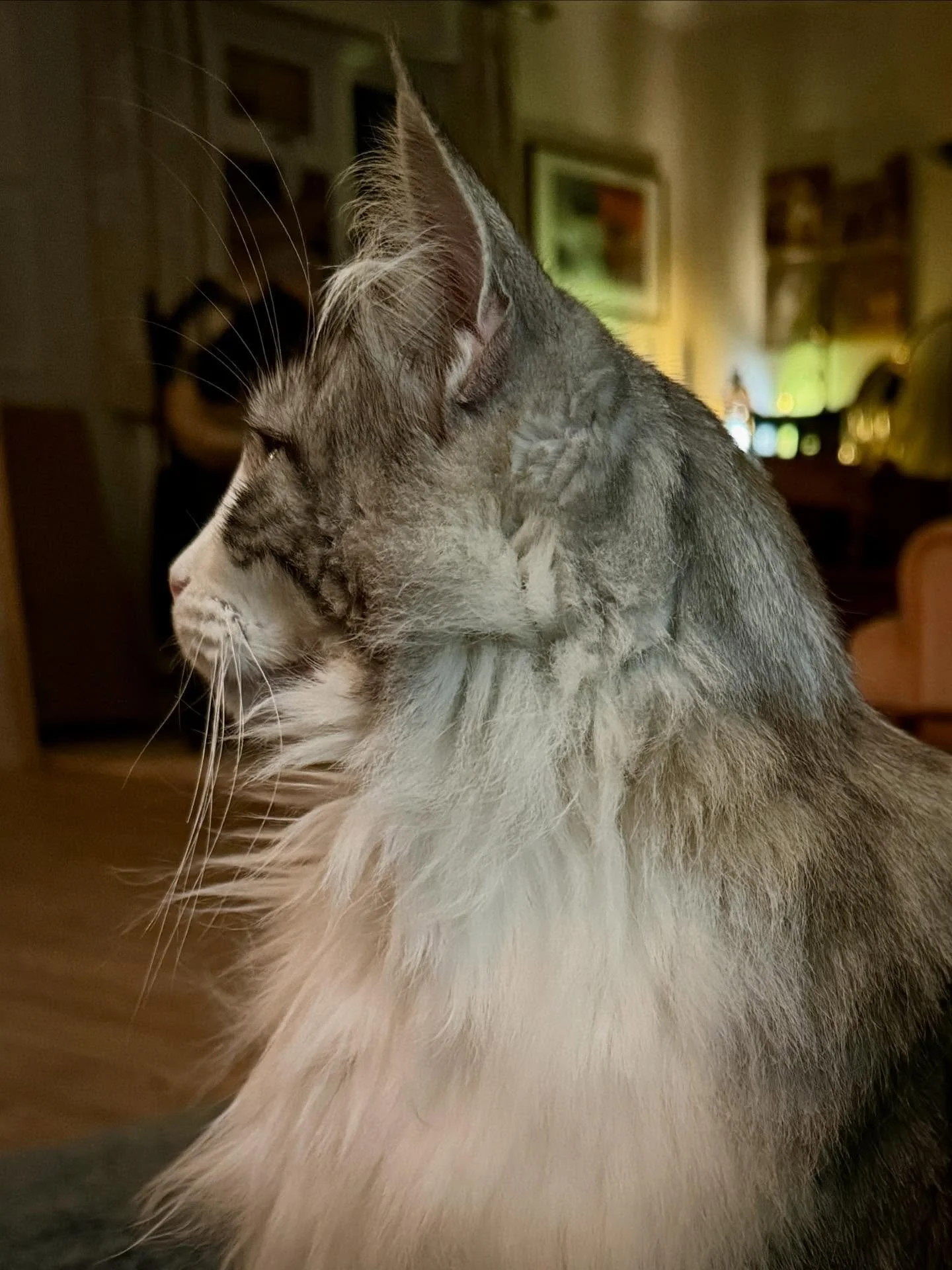 Keep your eye on the prize. #norwegianforestcat #catsofinstagram #catsoffacebook #mymondaymuse #penandinkartist