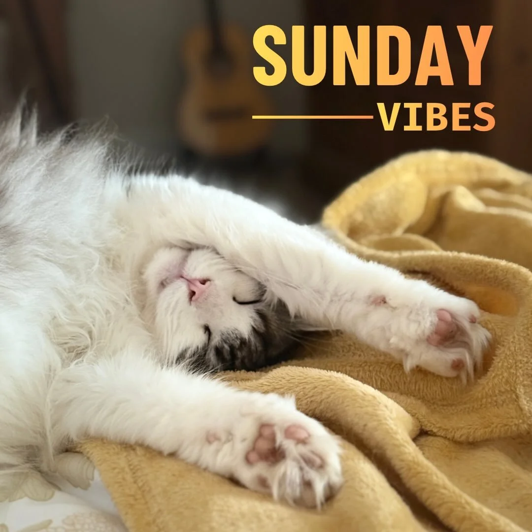 #sundayvibes #catnaps #cutecat #norwegianforestcat