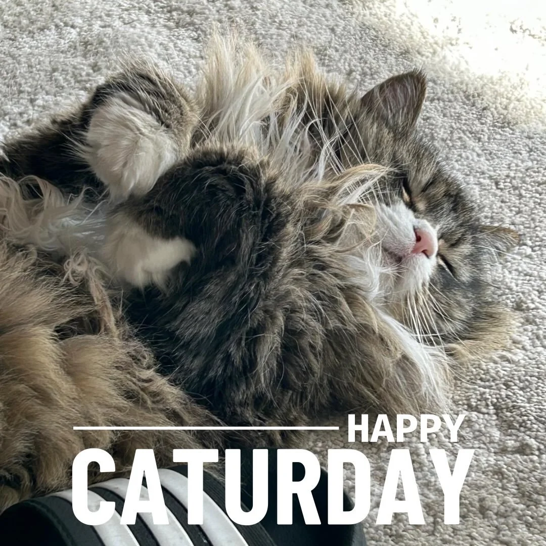 #caturday #slidercat