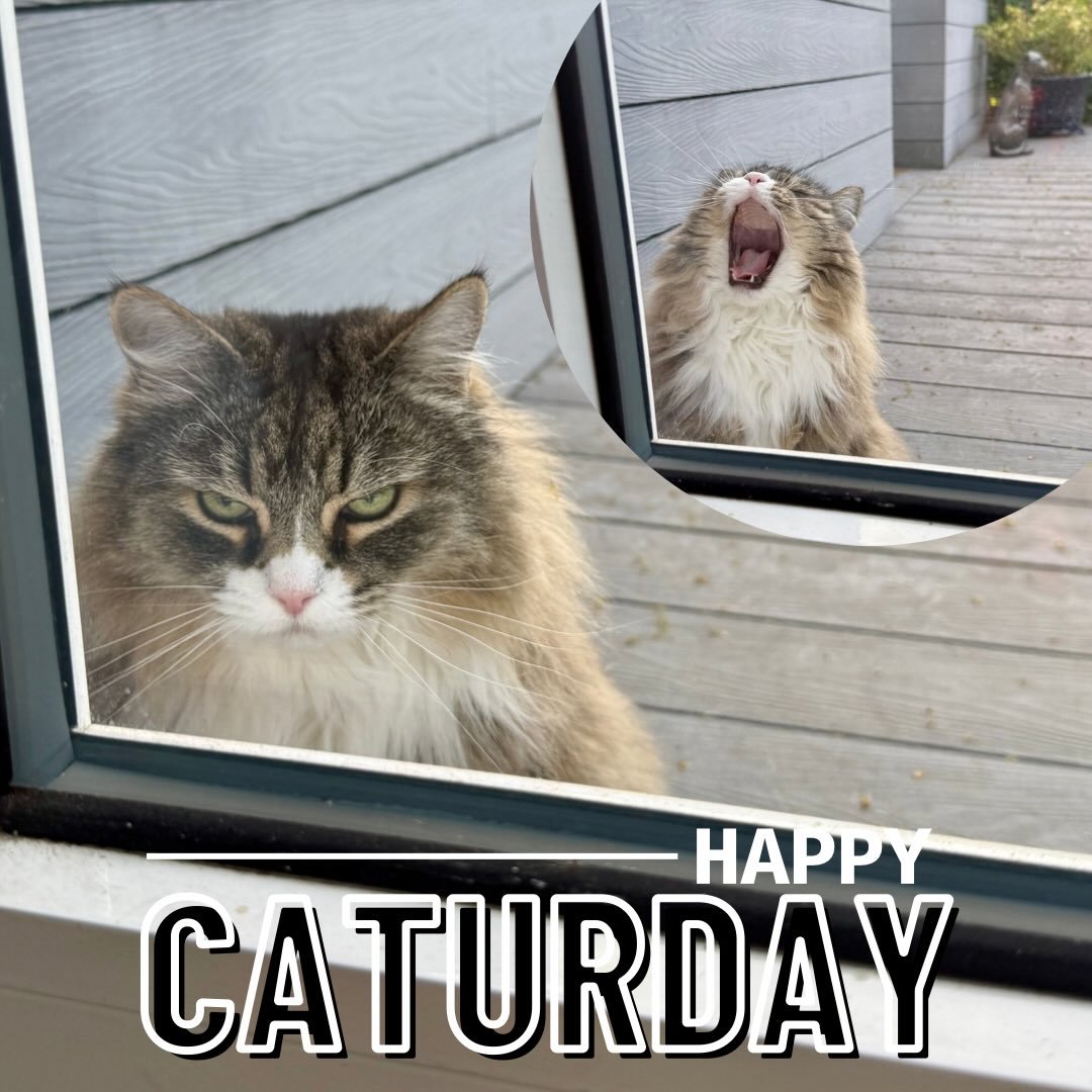 Ha ha! Reflects the weather today 😹 #happycaturday