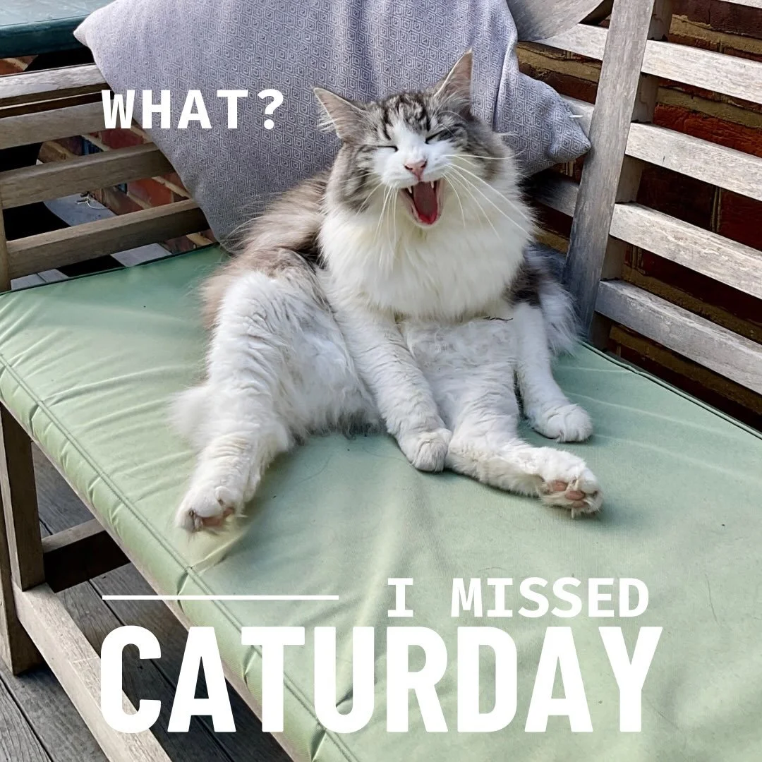 #happycaturday #caturday