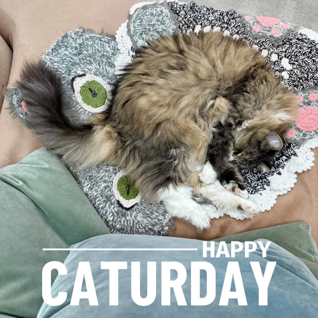 Happy #caturday

#norwegianforestcat #ragdollcat #cutecat #saturdaycaturday