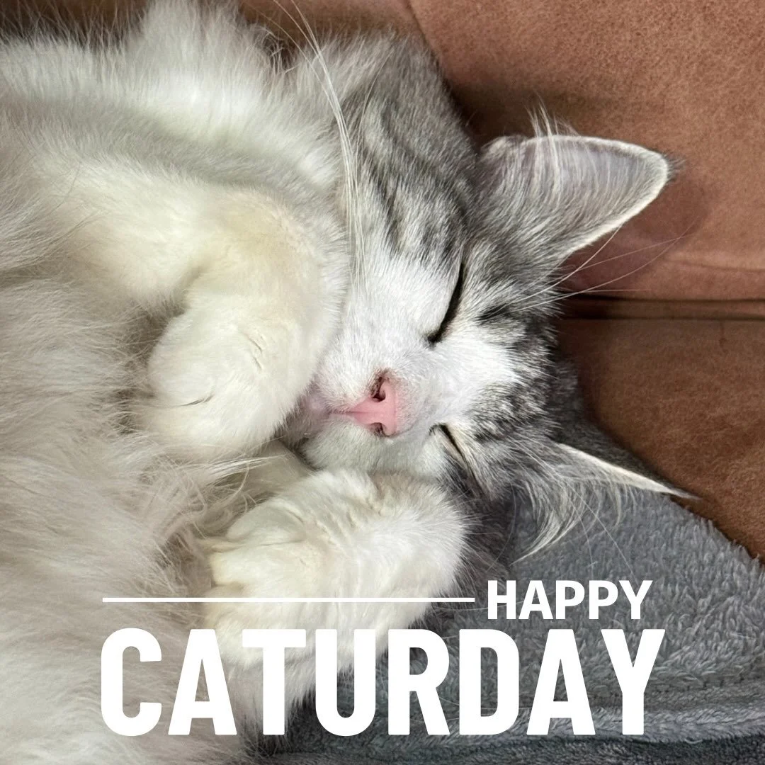 Happy #caturday 🤍