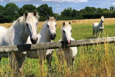 Ealing Riding School