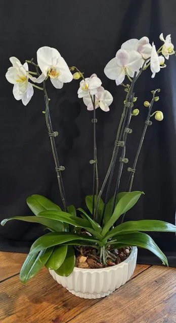 White orchid plant in a white pot with green leaves and flowers on tall stems, set on a wooden surface against a dark background.