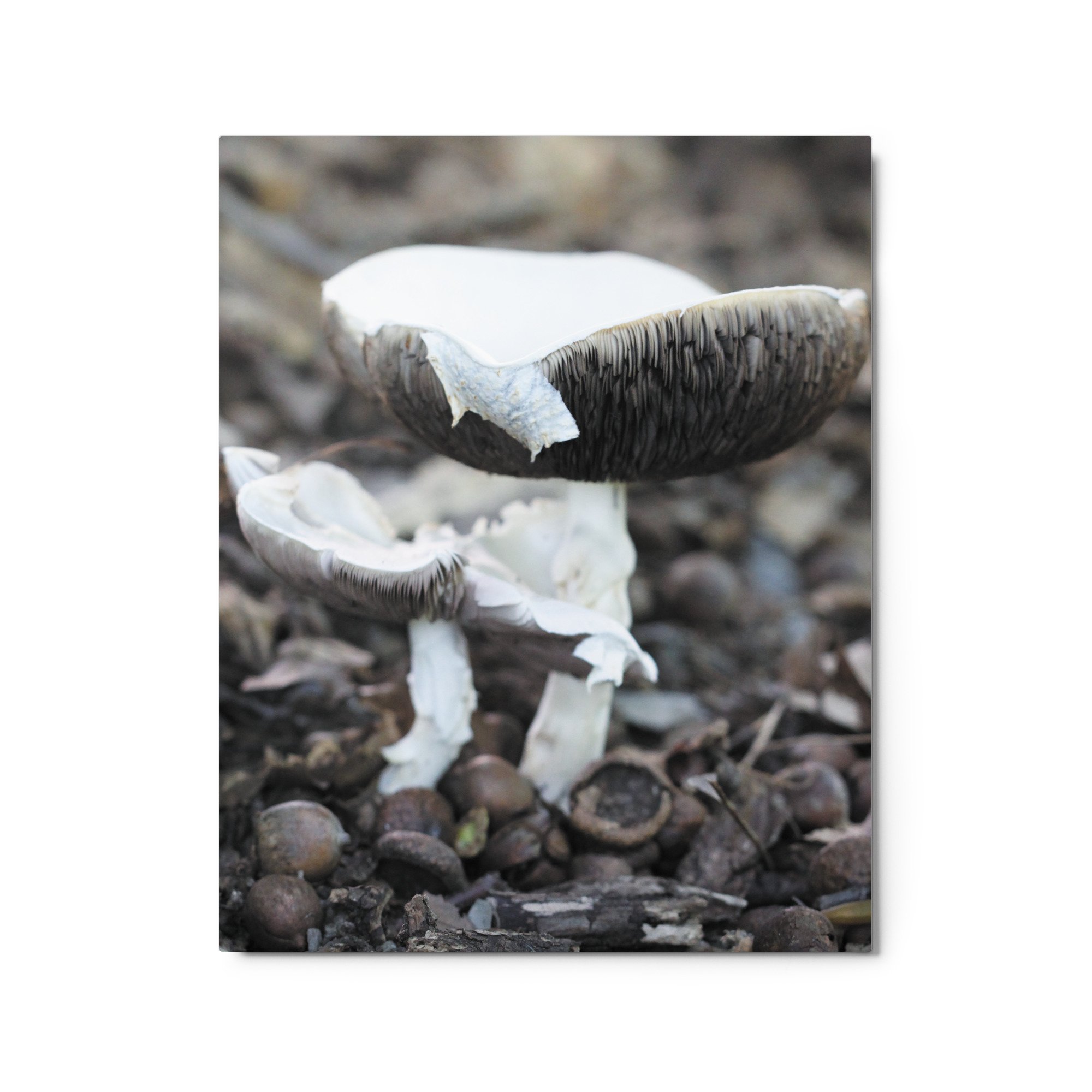 glossy-metal-print-(in)-white-16x20-front-671acb9973551.jpg