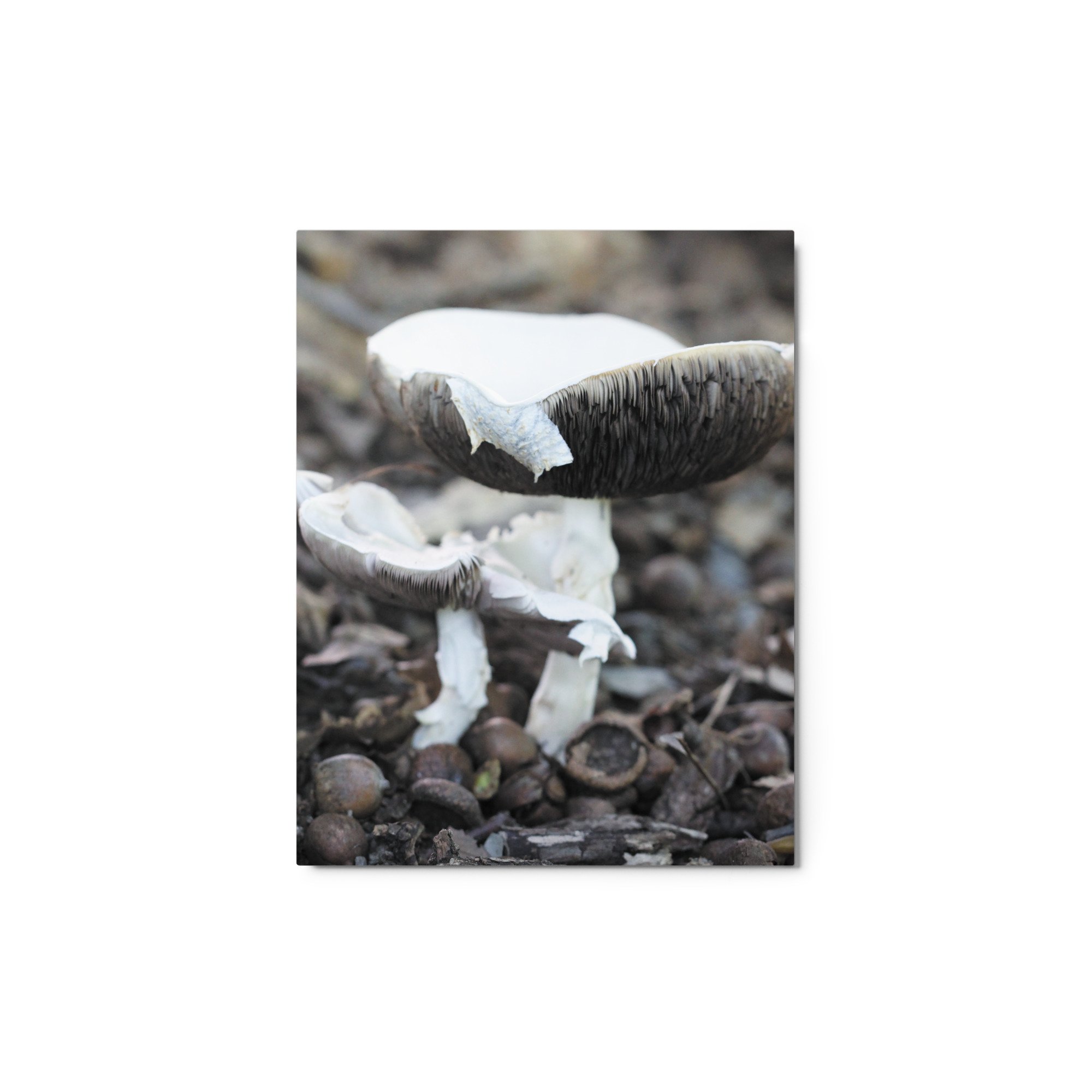 glossy-metal-print-(in)-white-11x14-front-671acb997335b.jpg