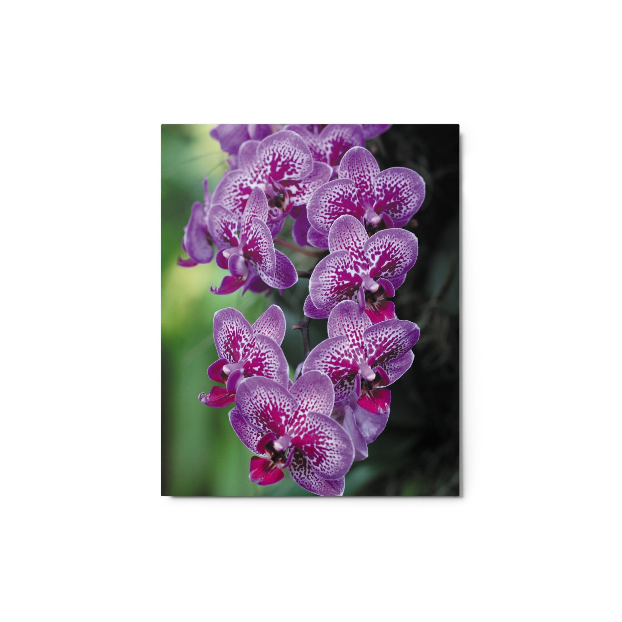 glossy-metal-print-(in)-white-8x10-front-66f59e5a97c1f.jpg