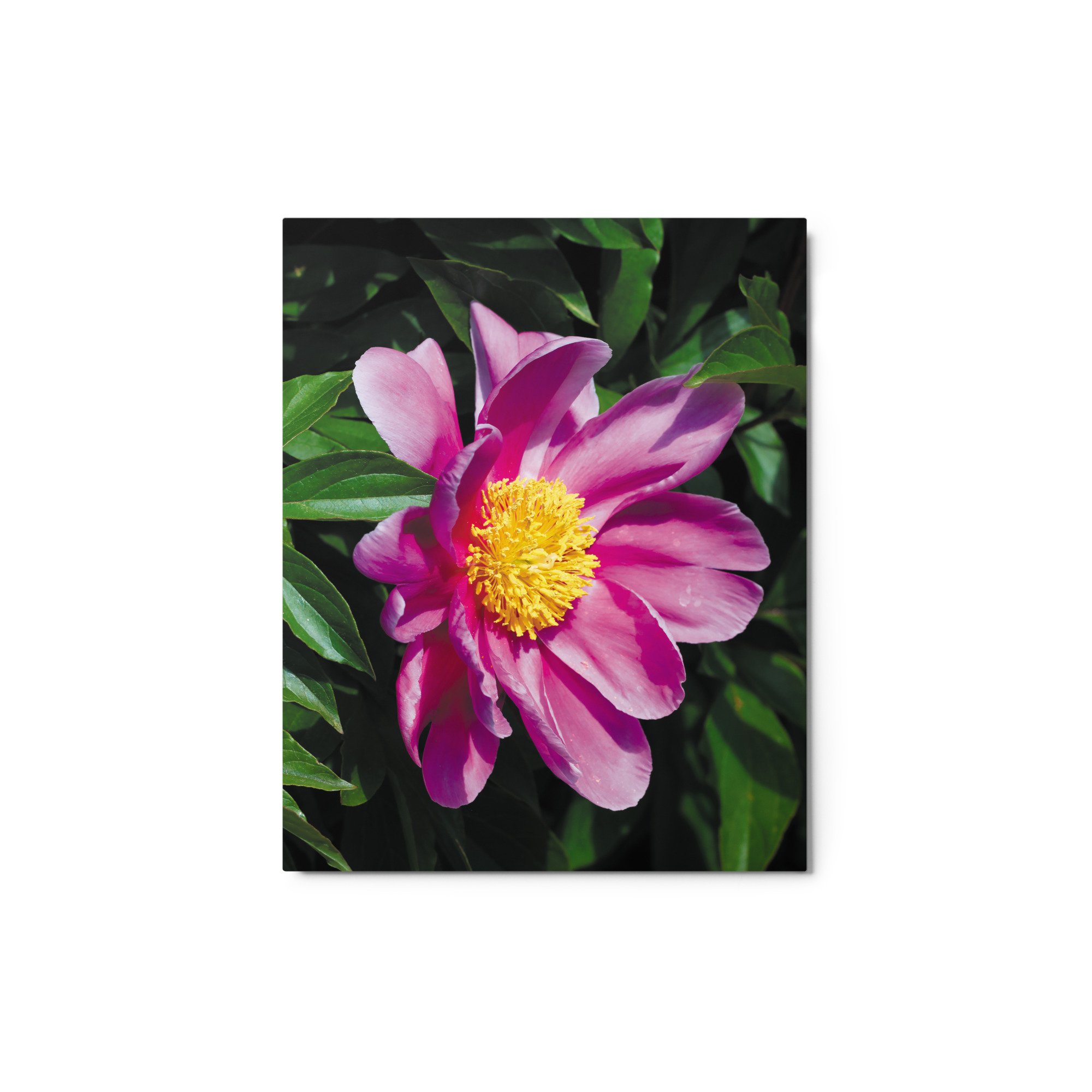 glossy-metal-print-(in)-white-8x10-front-67326cb34e47c.jpg