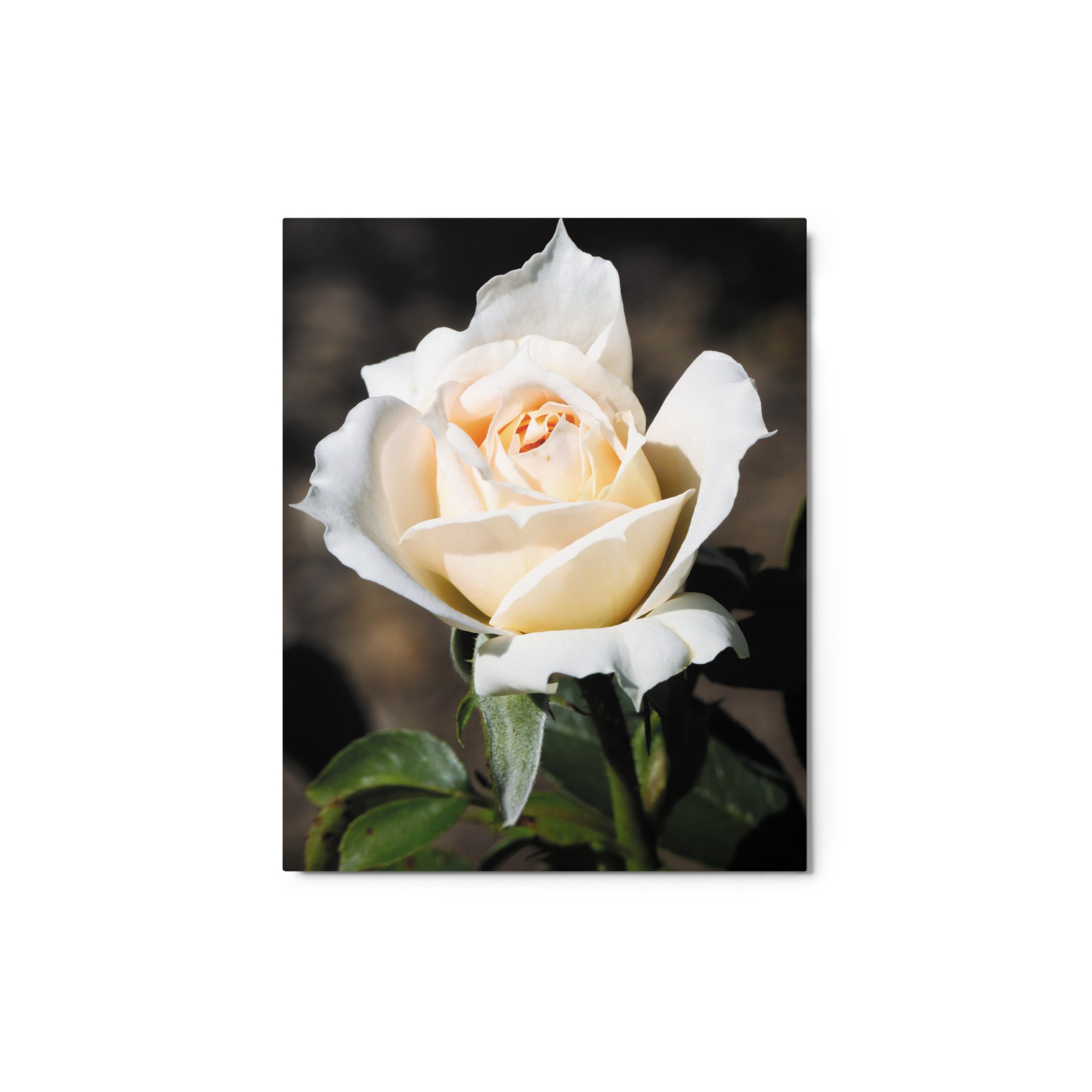 glossy-metal-print-(in)-white-8x10-front-6734d693b3d97.jpg
