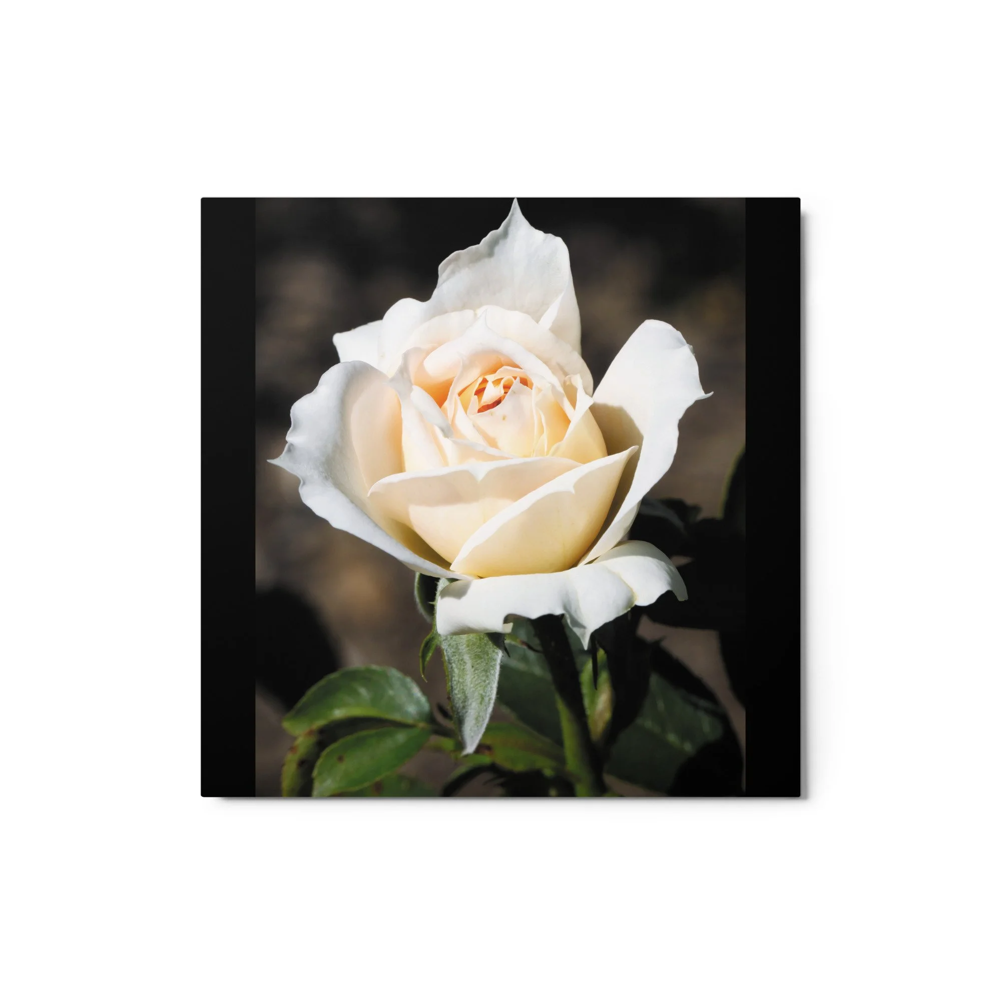 glossy-metal-print-(in)-white-12x12-front-6734d693b3f2c.jpg