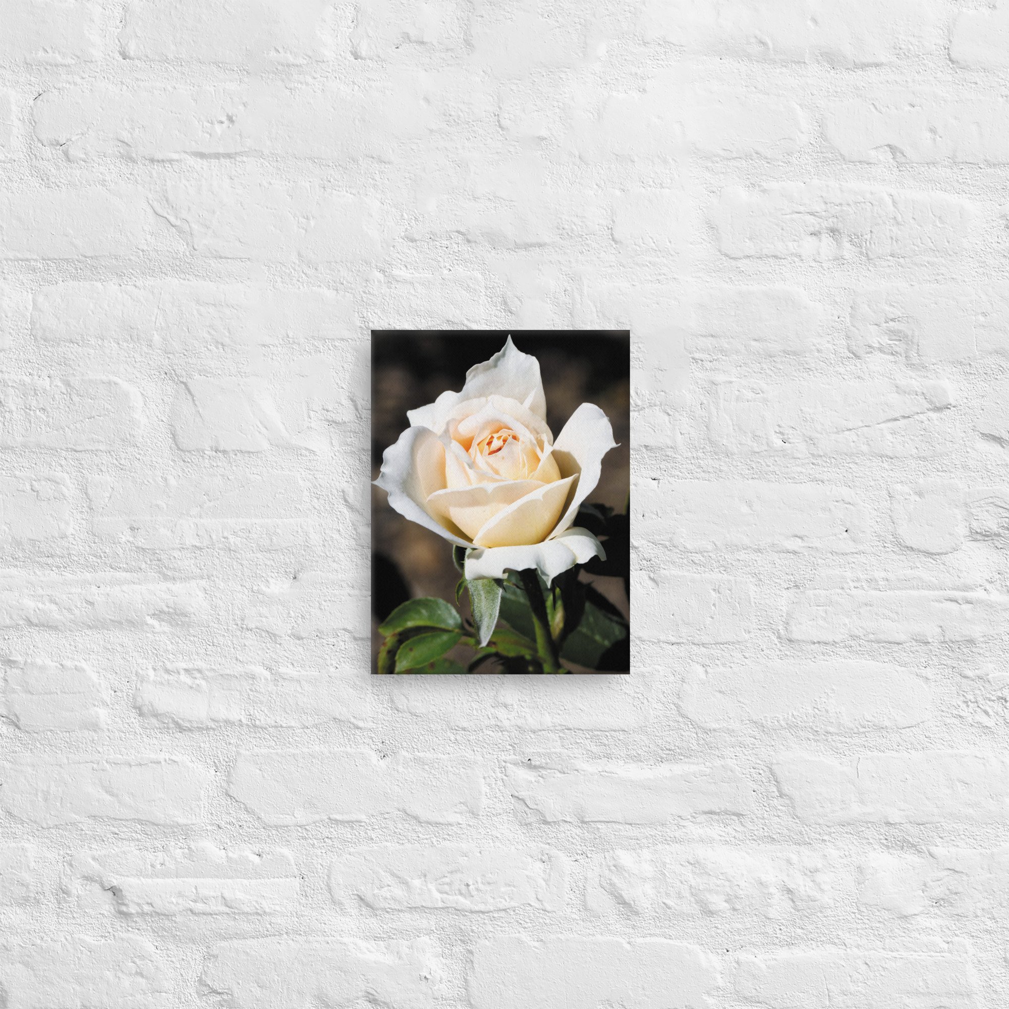 thin-canvas-(in)-9x12-front-6734d70083b02.jpg
