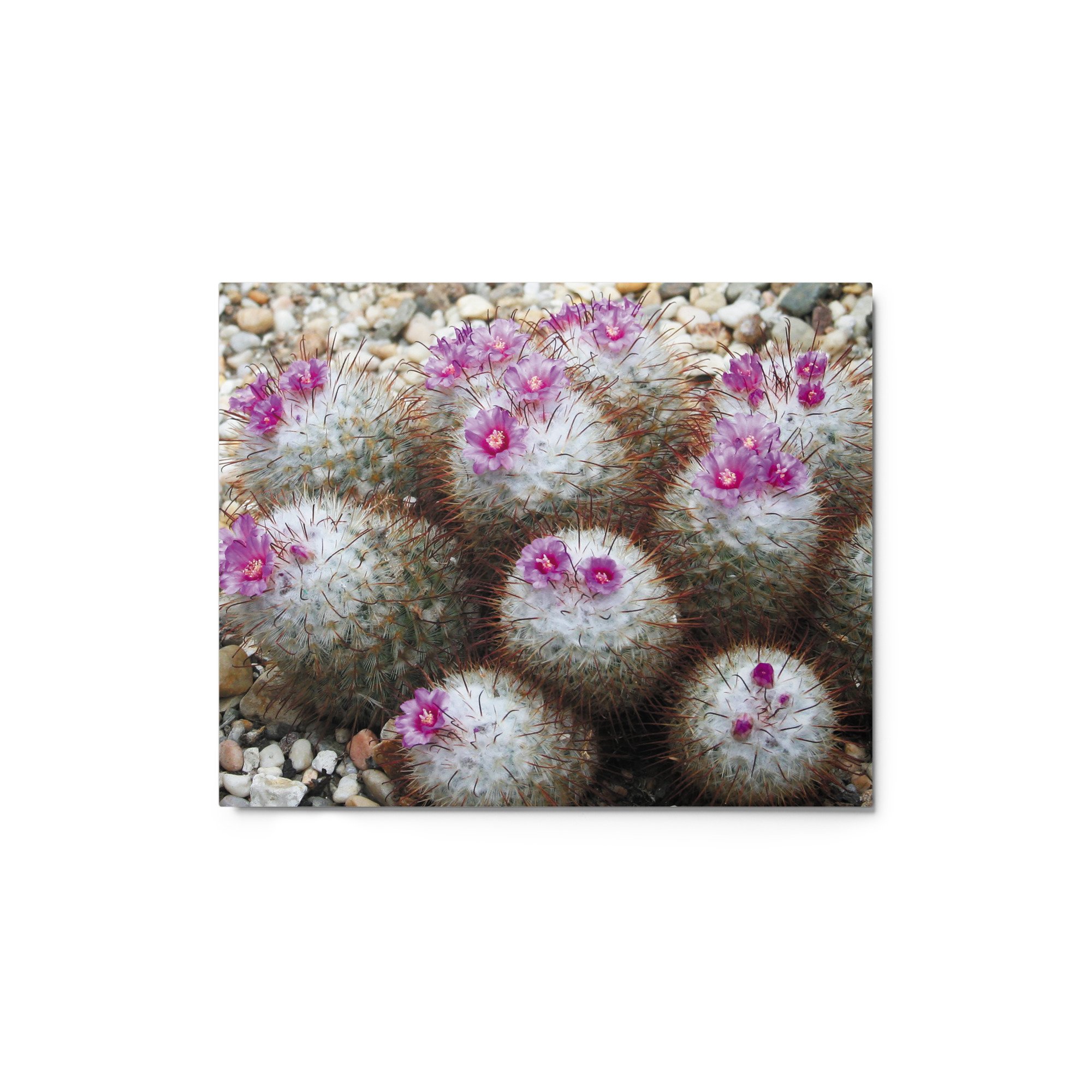 glossy-metal-print-(in)-white-8x10-front-67356e8bc037b.jpg