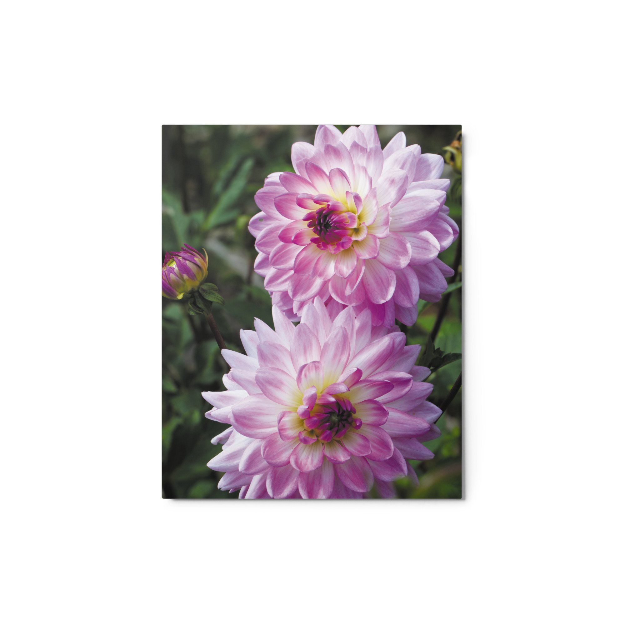 glossy-metal-print-(in)-white-8x10-front-6738ceda257eb.jpg