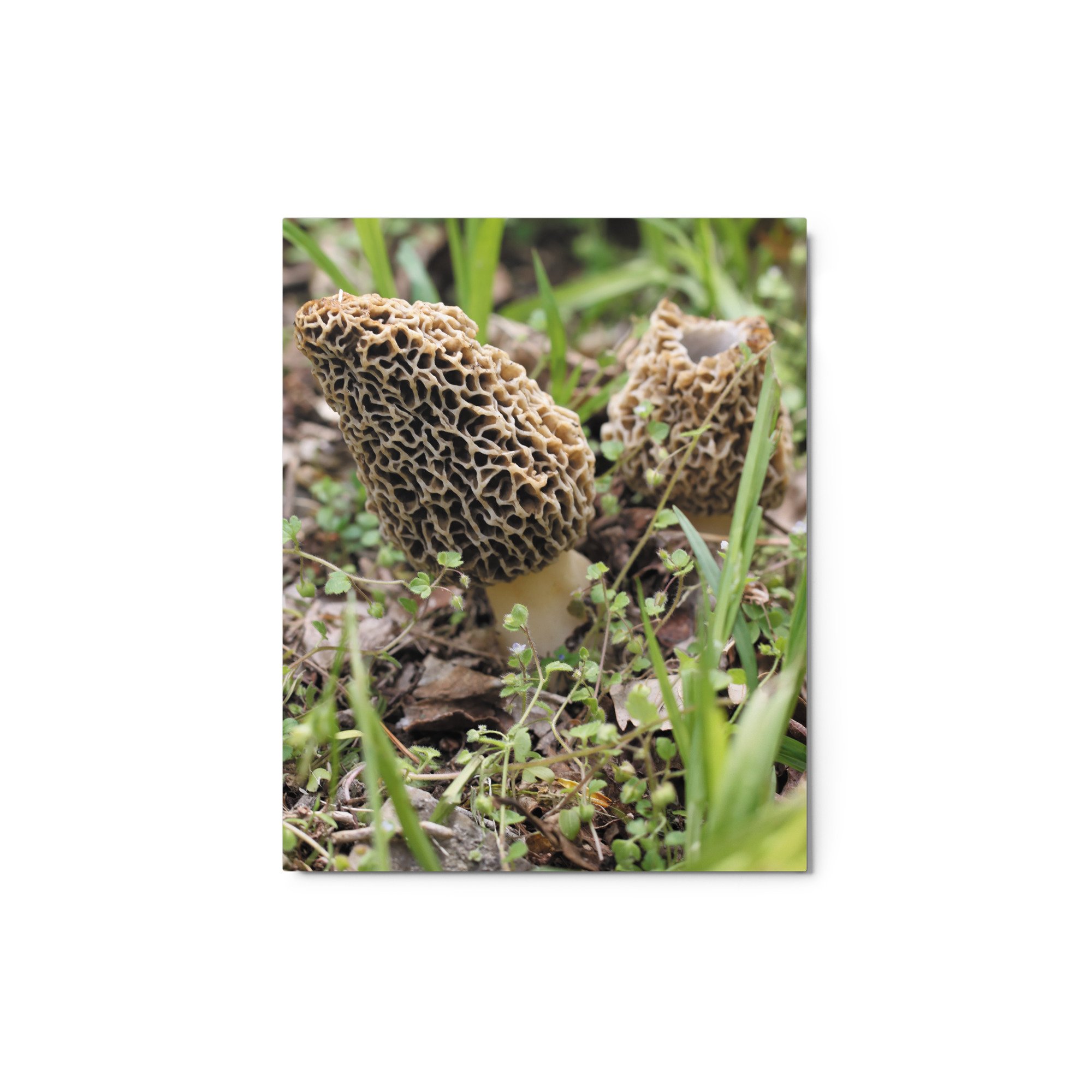glossy-metal-print-(in)-white-8x10-front-6745fc792bab8.jpg