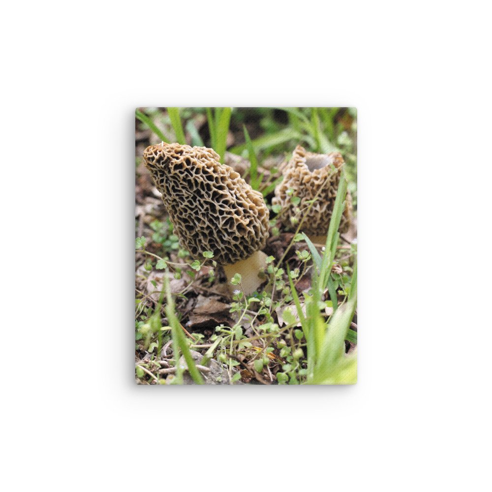 thin-canvas-(in)-8x10-front-6745fd30aab8b.jpg