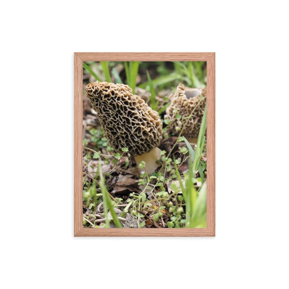 premium-luster-photo-paper-framed-poster-(in)-red-oak-12x16-transparent-6745fd827c178.jpg