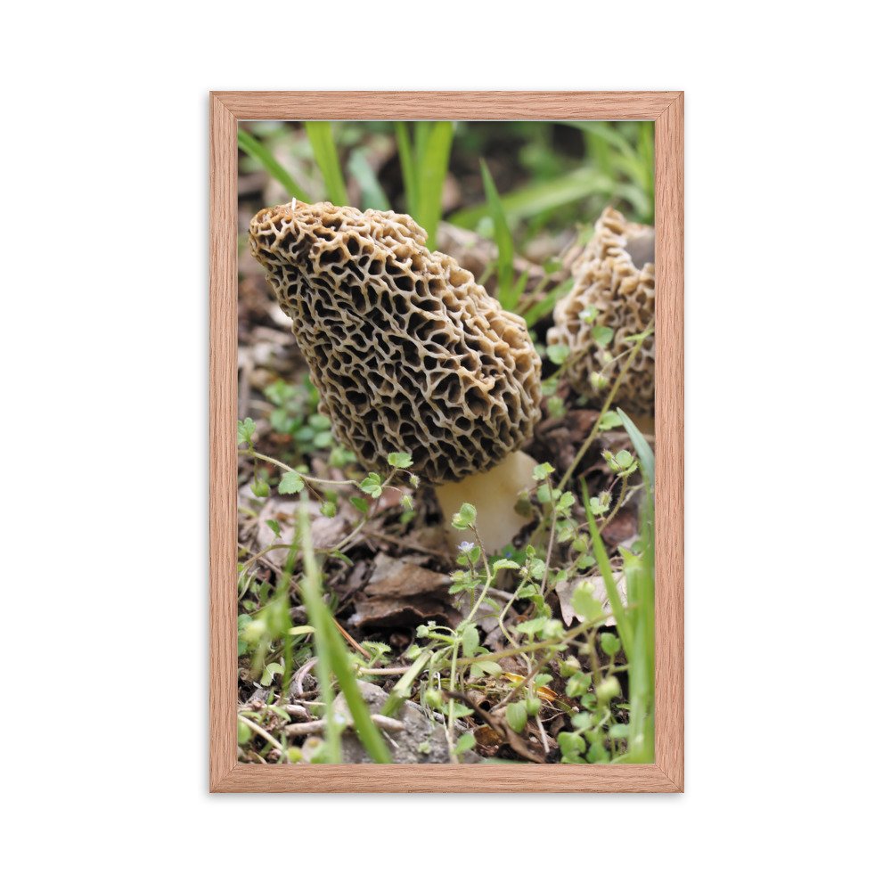 premium-luster-photo-paper-framed-poster-(in)-red-oak-12x18-transparent-6745fd827c20c.jpg