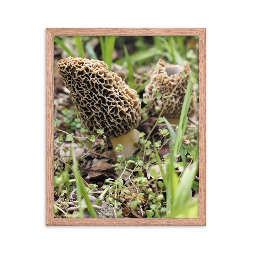 premium-luster-photo-paper-framed-poster-(in)-red-oak-16x20-transparent-6745fd827c2a1.jpg