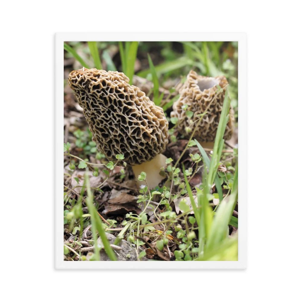premium-luster-photo-paper-framed-poster-(in)-white-16x20-transparent-6745fd827c6a0.jpg
