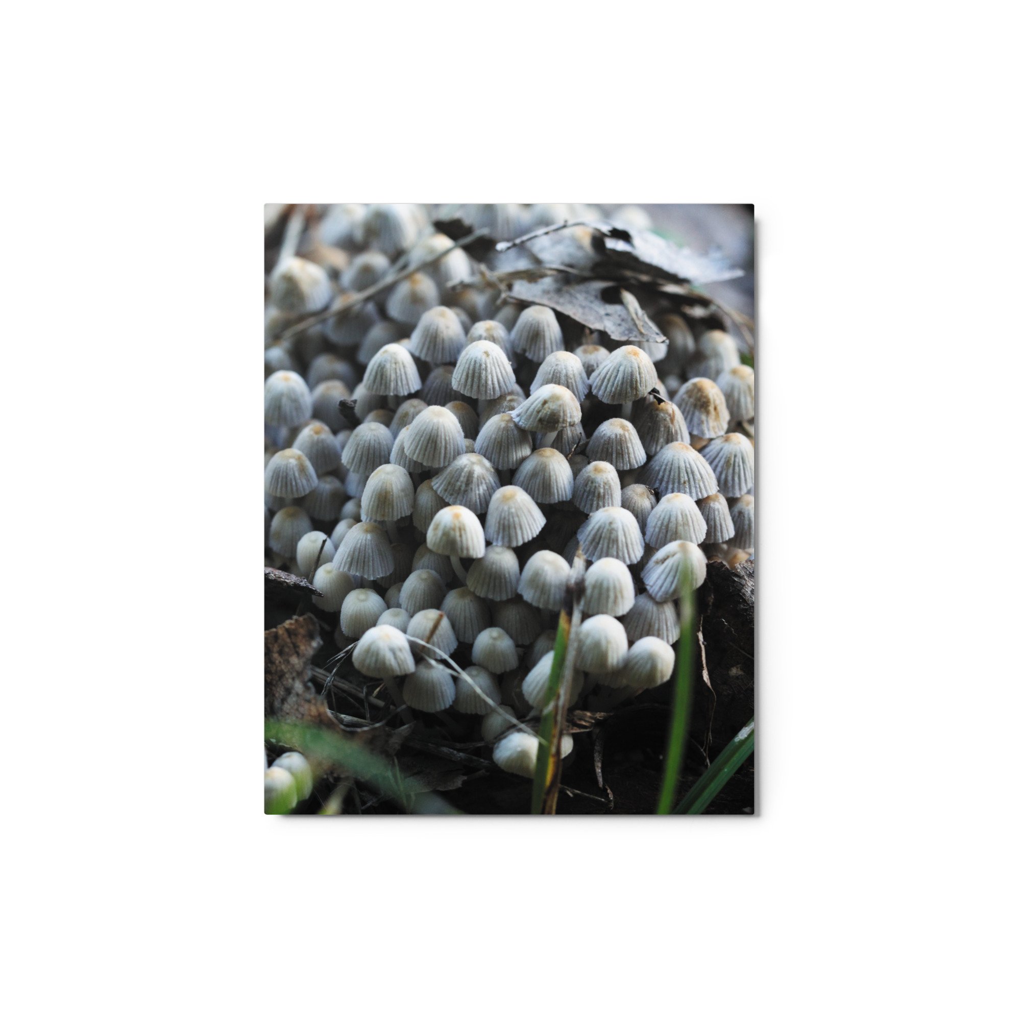 glossy-metal-print-(in)-white-8x10-front-67461baadbc57.jpg