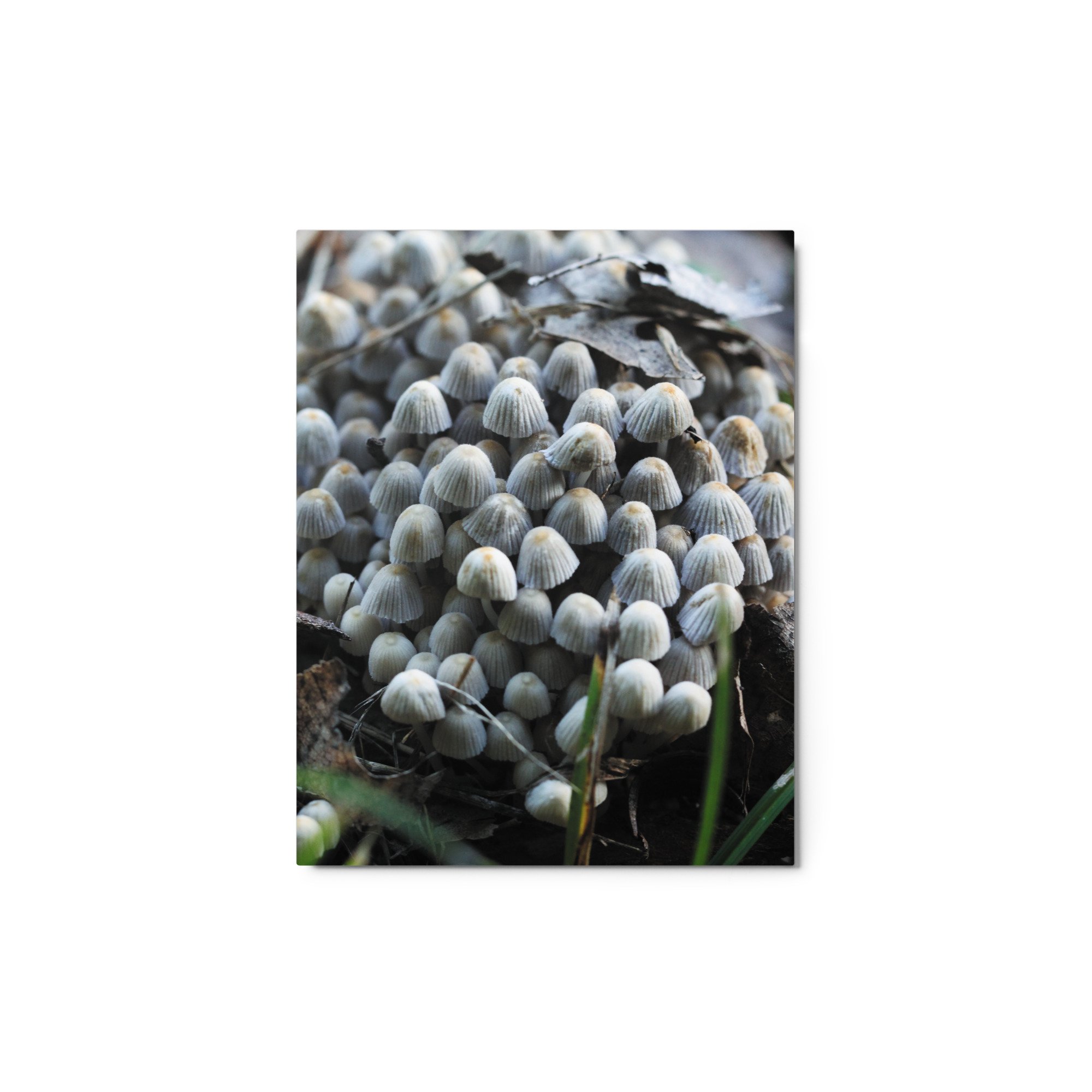 glossy-metal-print-(in)-white-11x14-front-67461baadbcea.jpg