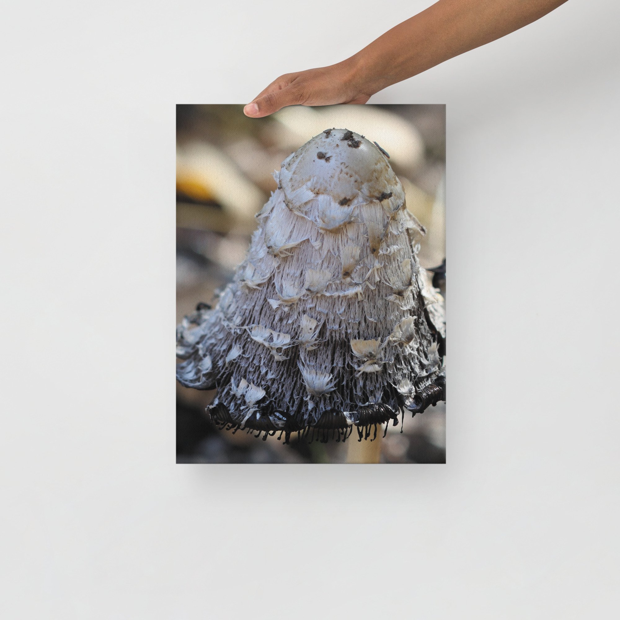 thin-canvas-(in)-12x16-front-674620d0bde3b.jpg