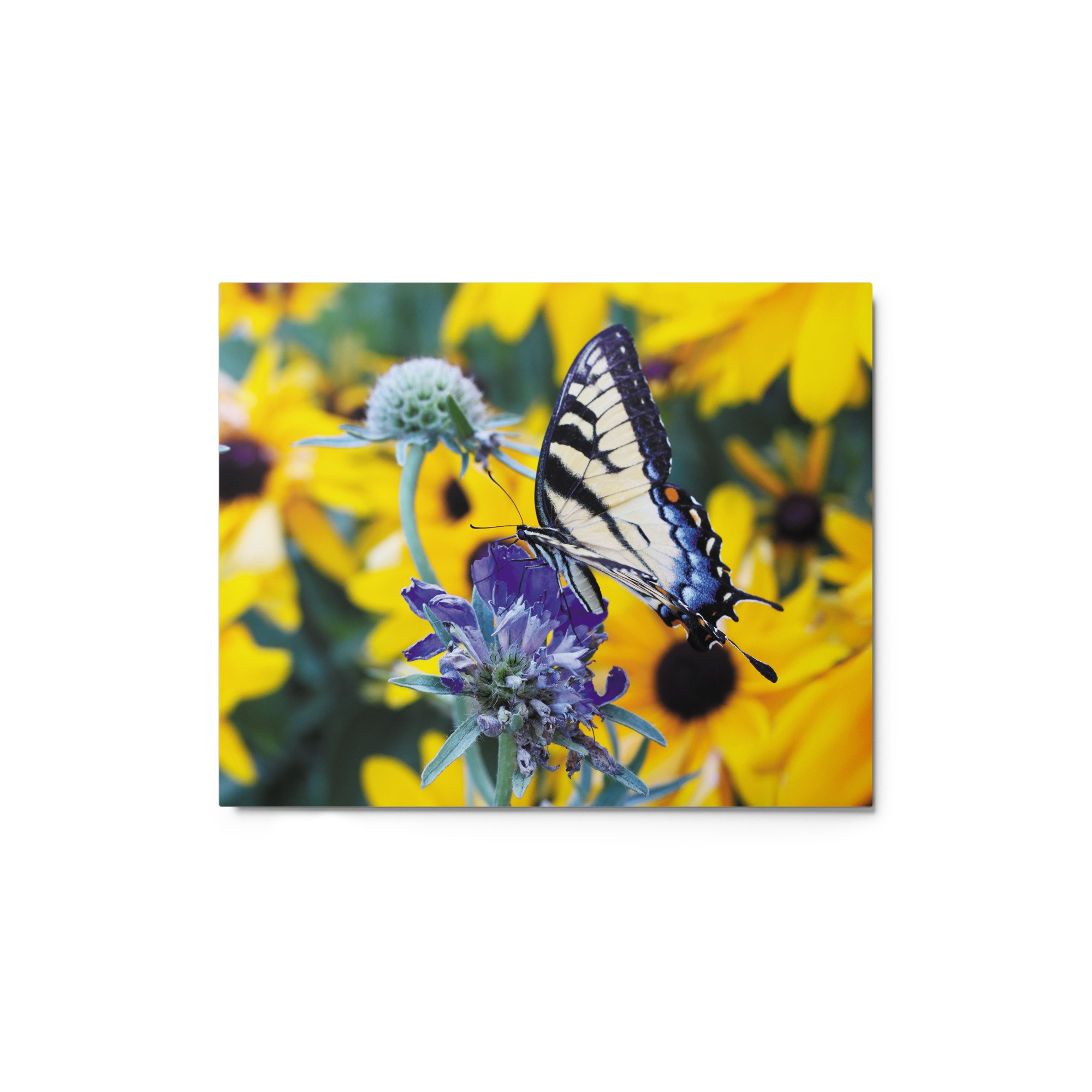 glossy-metal-print-(in)-white-8x10-front-67464deb040d7.jpg