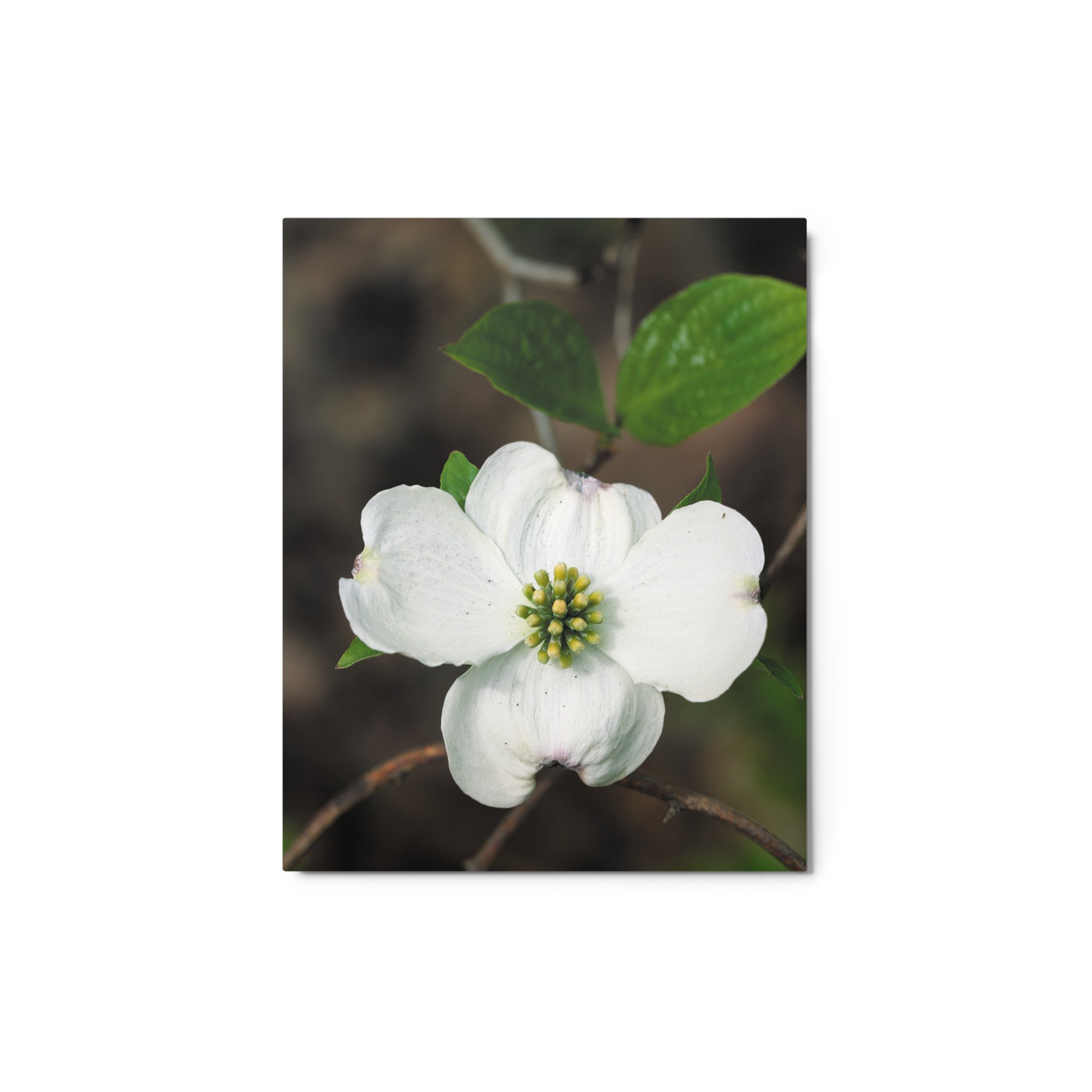 glossy-metal-print-(in)-white-8x10-front-6754fe56af13f.jpg