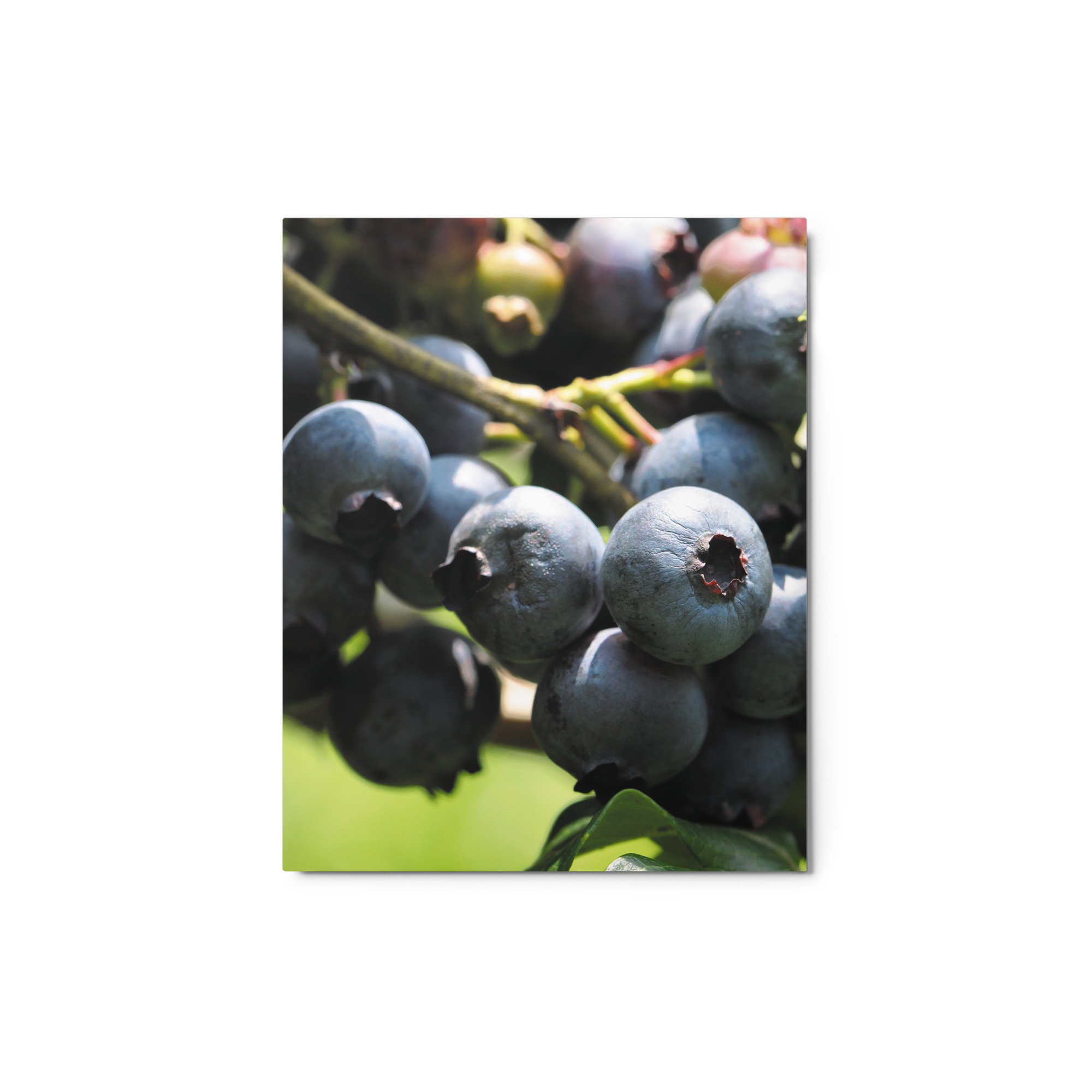 glossy-metal-print-(in)-white-8x10-front-6755d9476fded.jpg