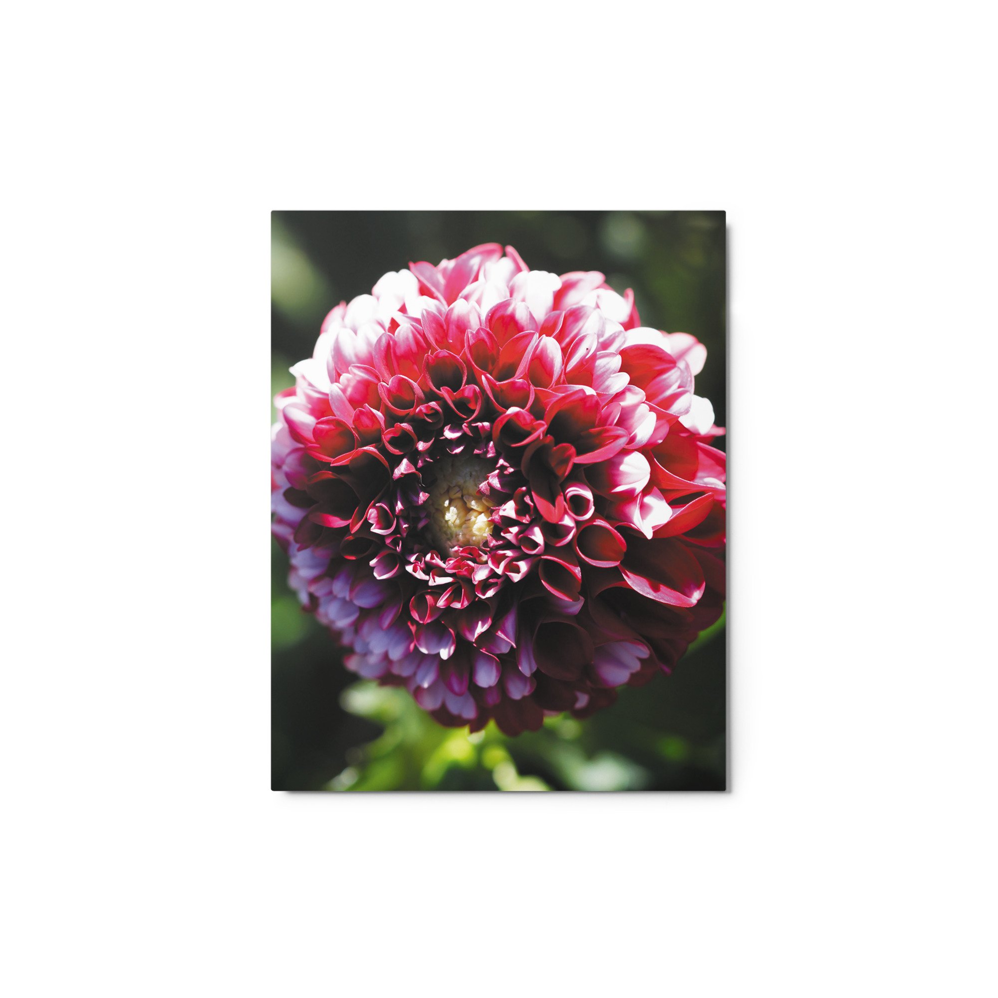 glossy-metal-print-(in)-white-11x14-front-679d119b63444.jpg