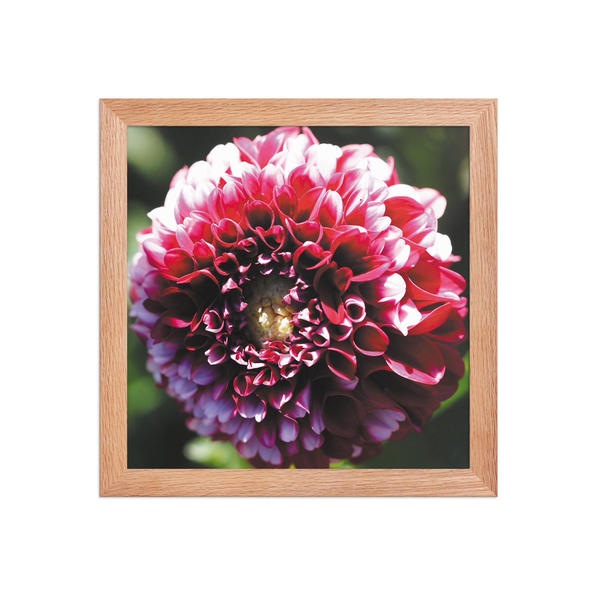 premium-luster-photo-paper-framed-poster-(in)-red-oak-10x10-front-679d1328488a0.jpg