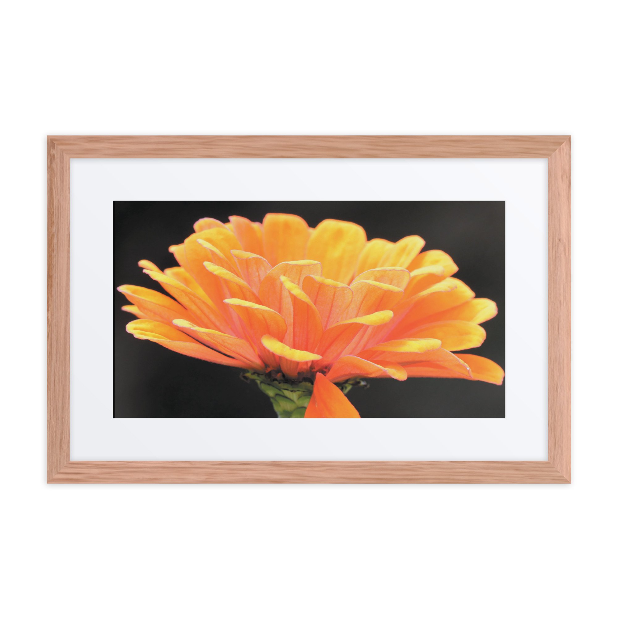 matte-paper-framed-poster-with-mat-(in)-red-oak-12x18-front-67f986d212819.jpg