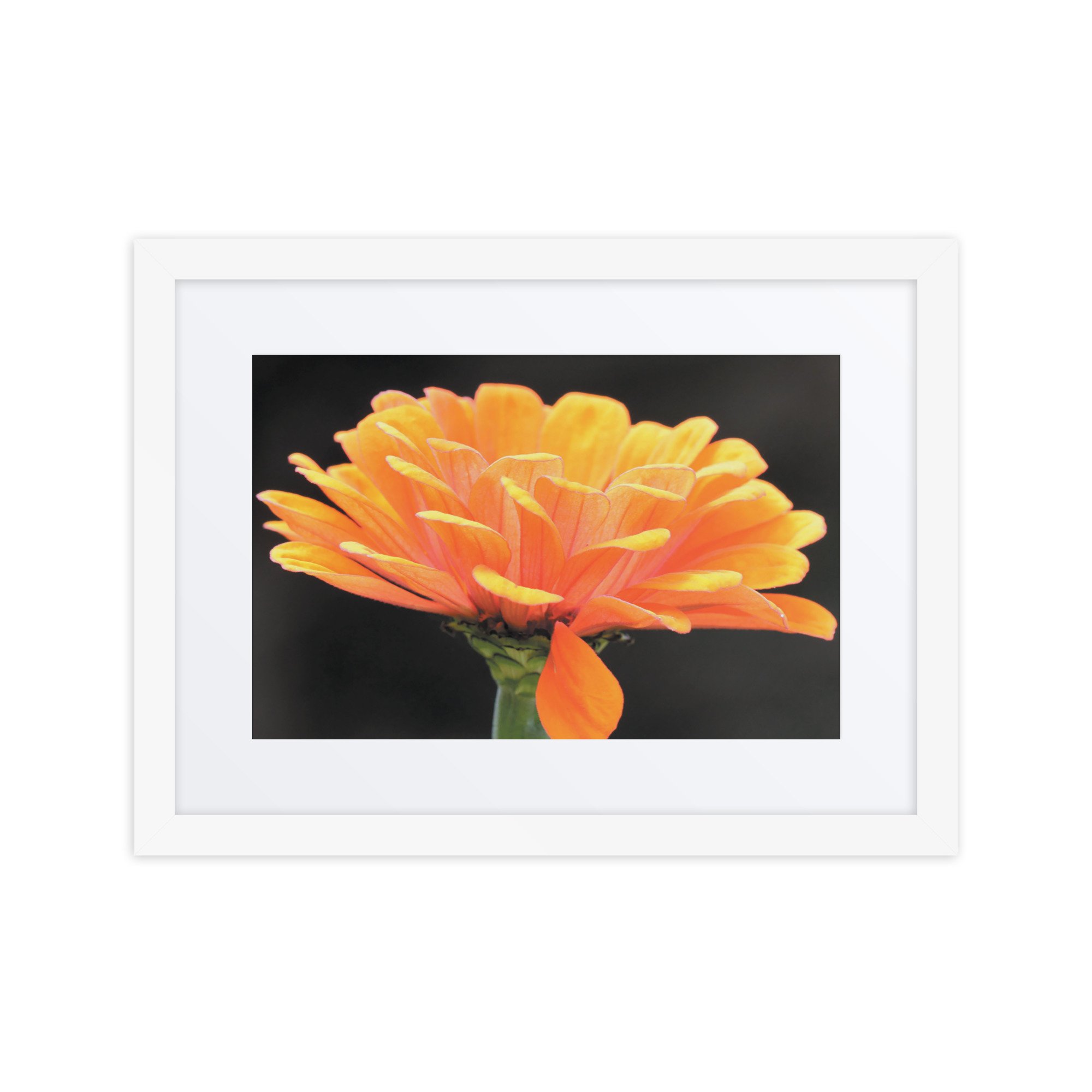 matte-paper-framed-poster-with-mat-(in)-white-12x16-front-67f986d2128b1.jpg