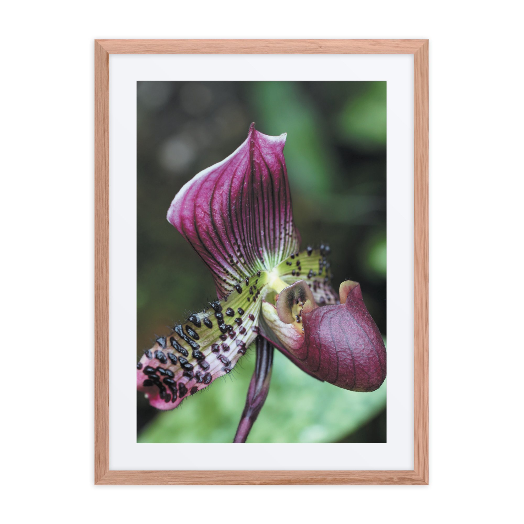 matte-paper-framed-poster-with-mat-(in)-red-oak-18x24-front-67f9a1c702ac3.jpg