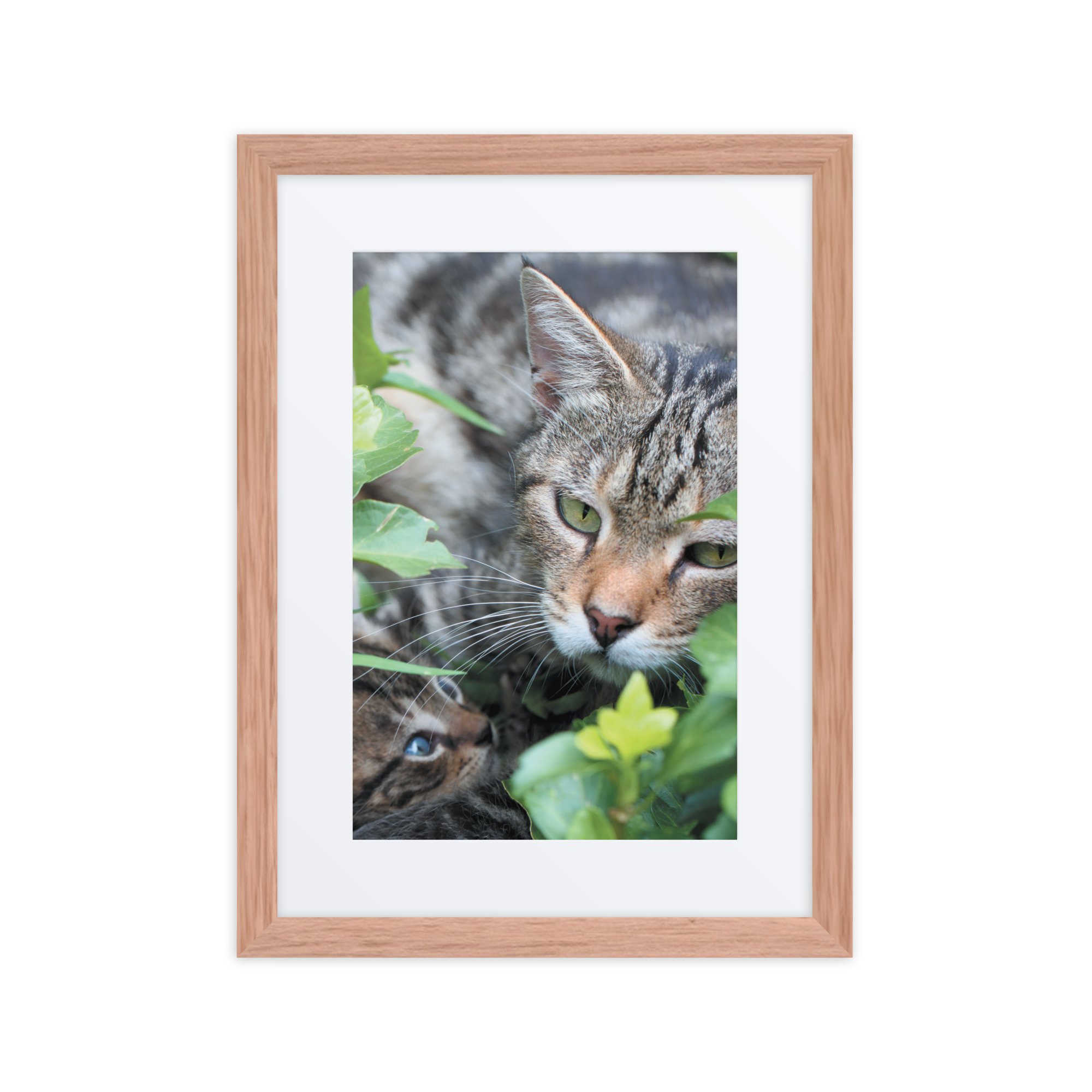 matte-paper-framed-poster-with-mat-(in)-red-oak-12x16-front-67f9a26b9caee.jpg