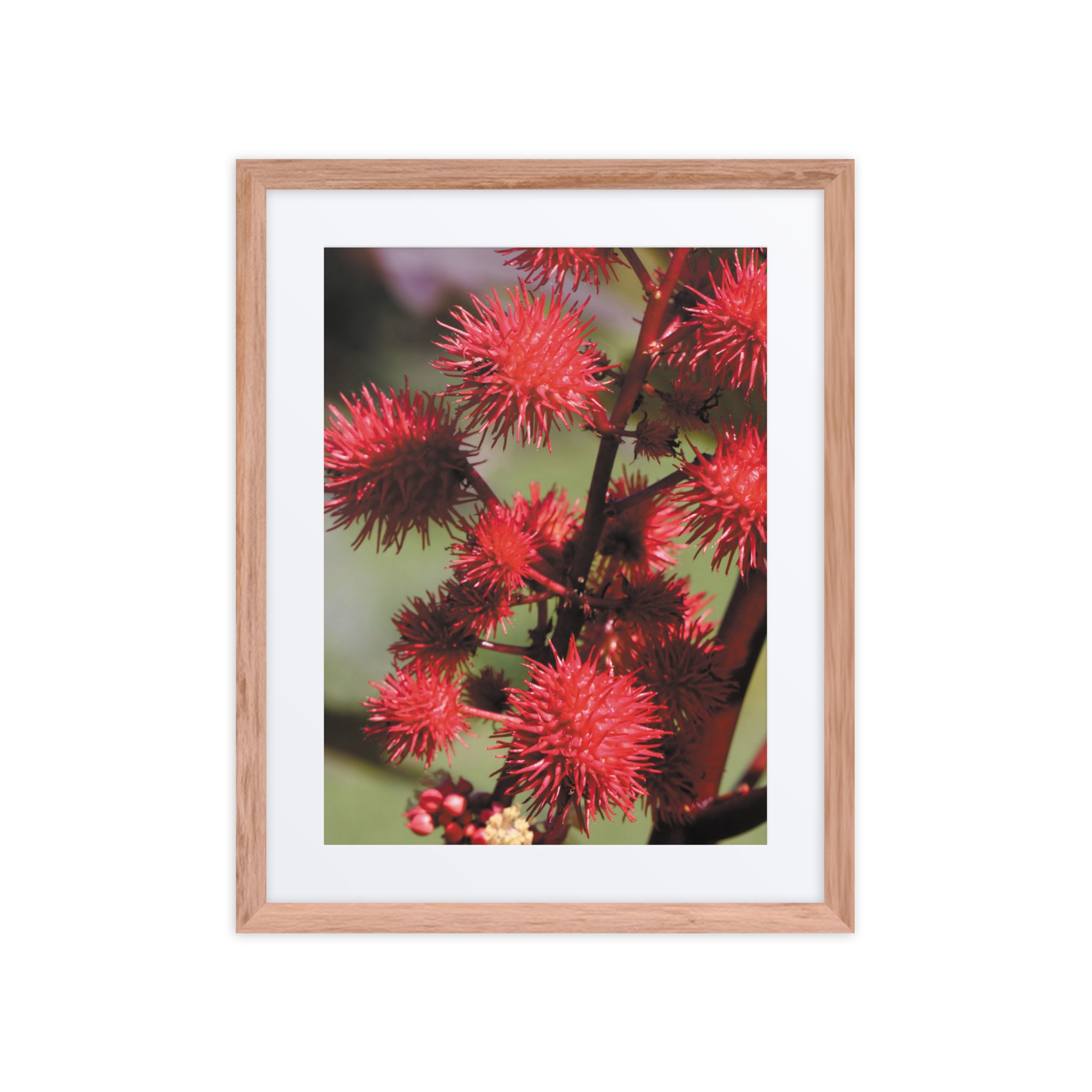 matte-paper-framed-poster-with-mat-(in)-red-oak-16x20-front-67f9a87325c4d.jpg